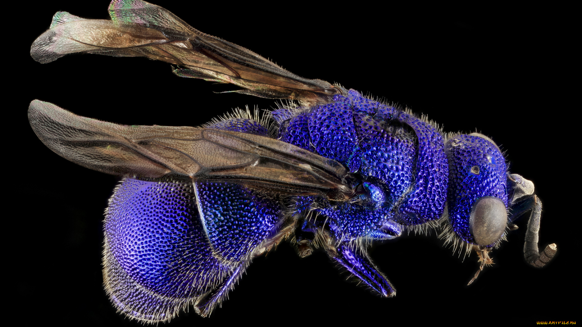 животные, насекомые, насекомое, макросъемка