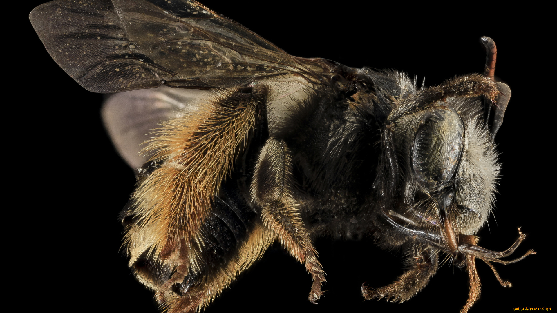 животные, пчелы, , осы, , шмели, макросъемка, насекомое