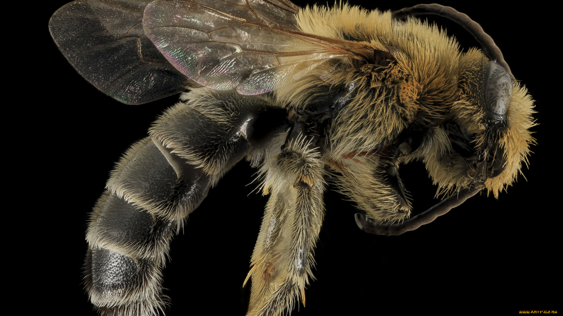 животные, пчелы, , осы, , шмели, макросъемка, насекомое