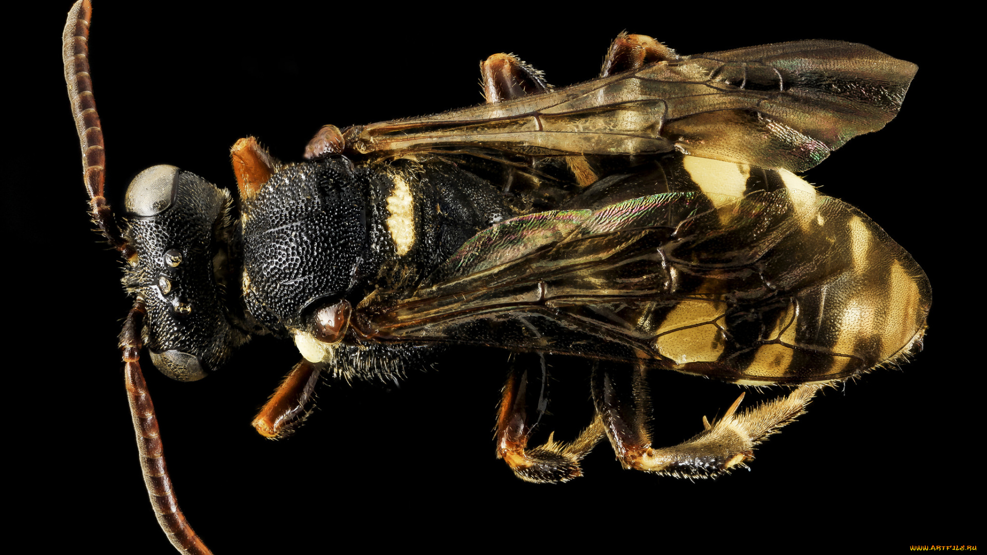 животные, пчелы, , осы, , шмели, макросъемка, насекомое