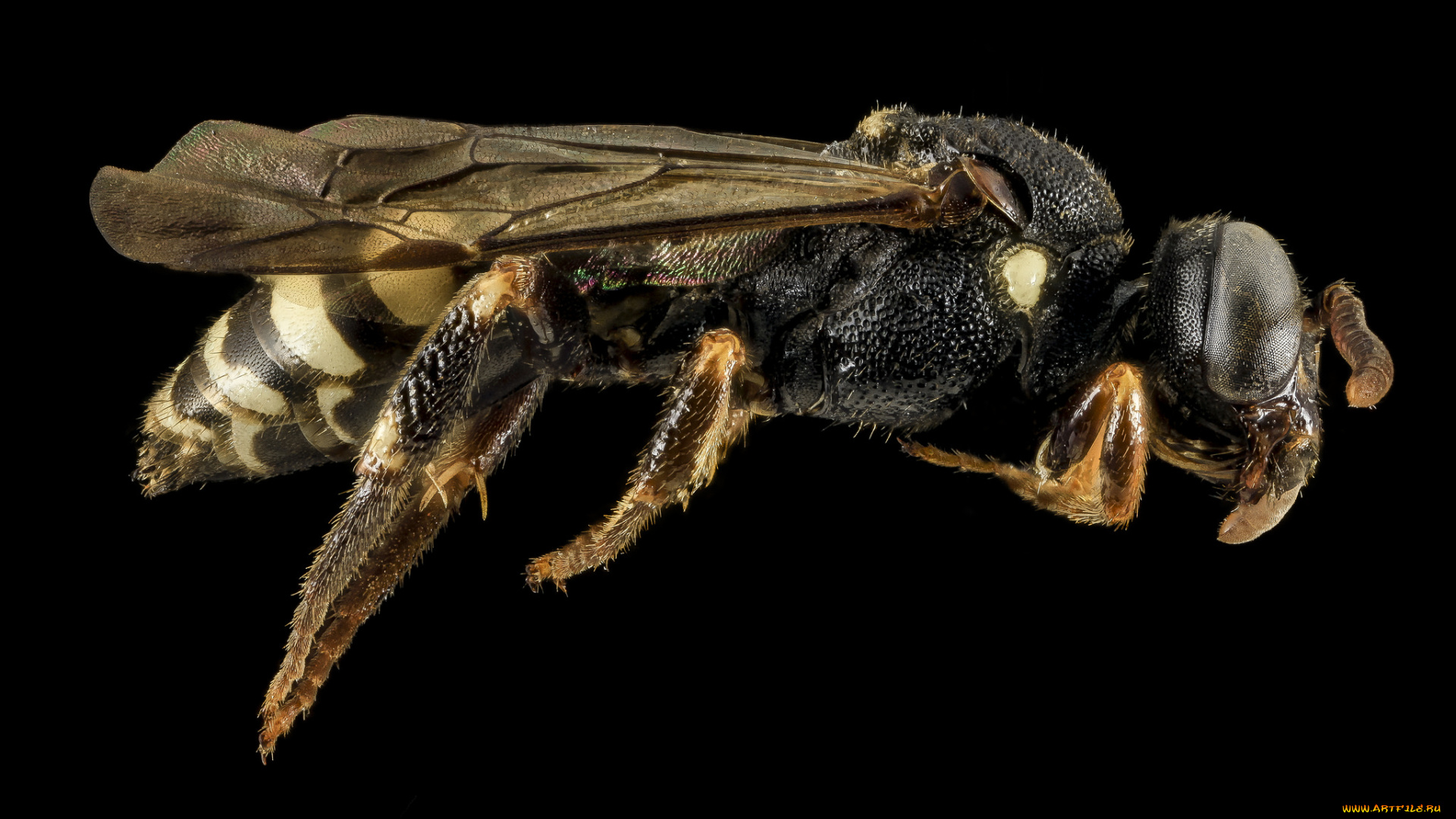 животные, пчелы, , осы, , шмели, макросъемка, насекомое