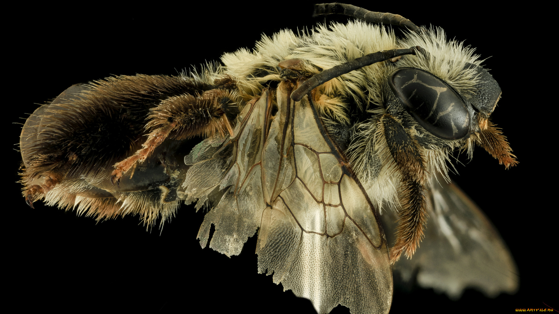 животные, пчелы, , осы, , шмели, макросъемка, насекомое