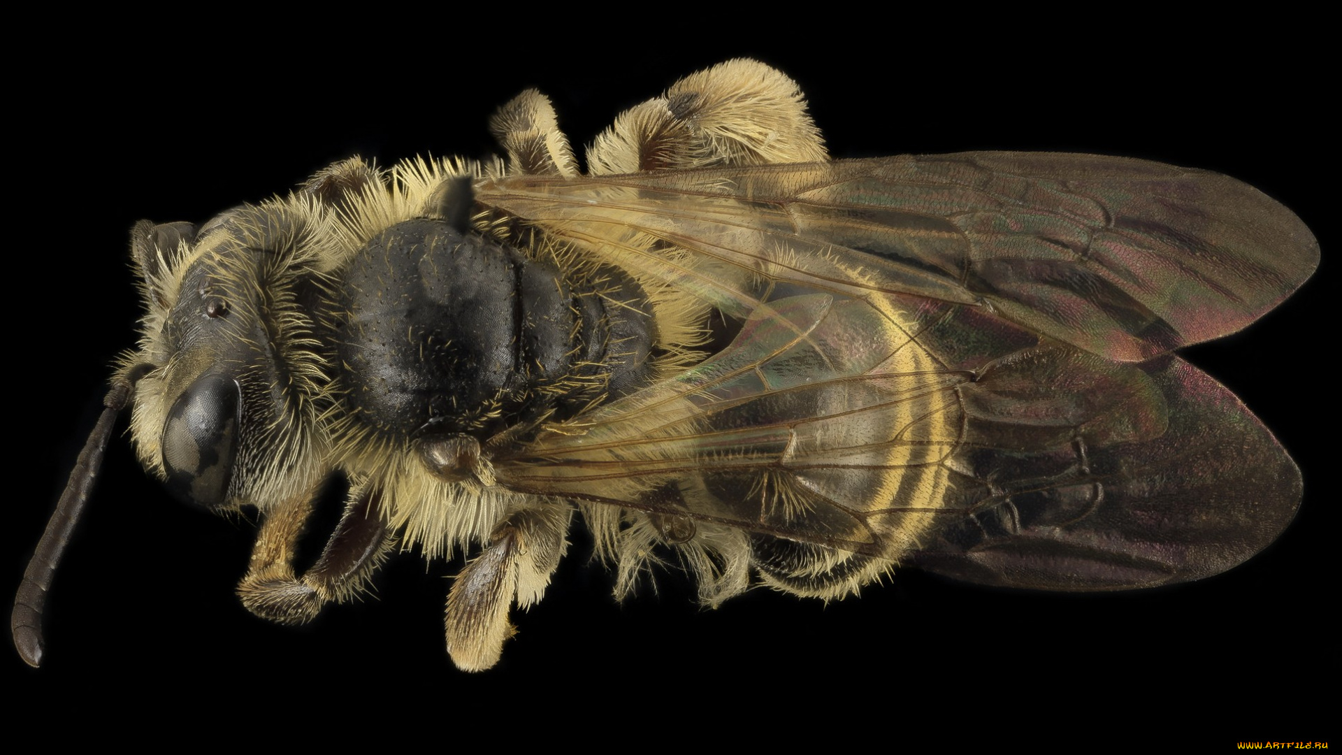 животные, пчелы, , осы, , шмели, макросъемка, насекомое