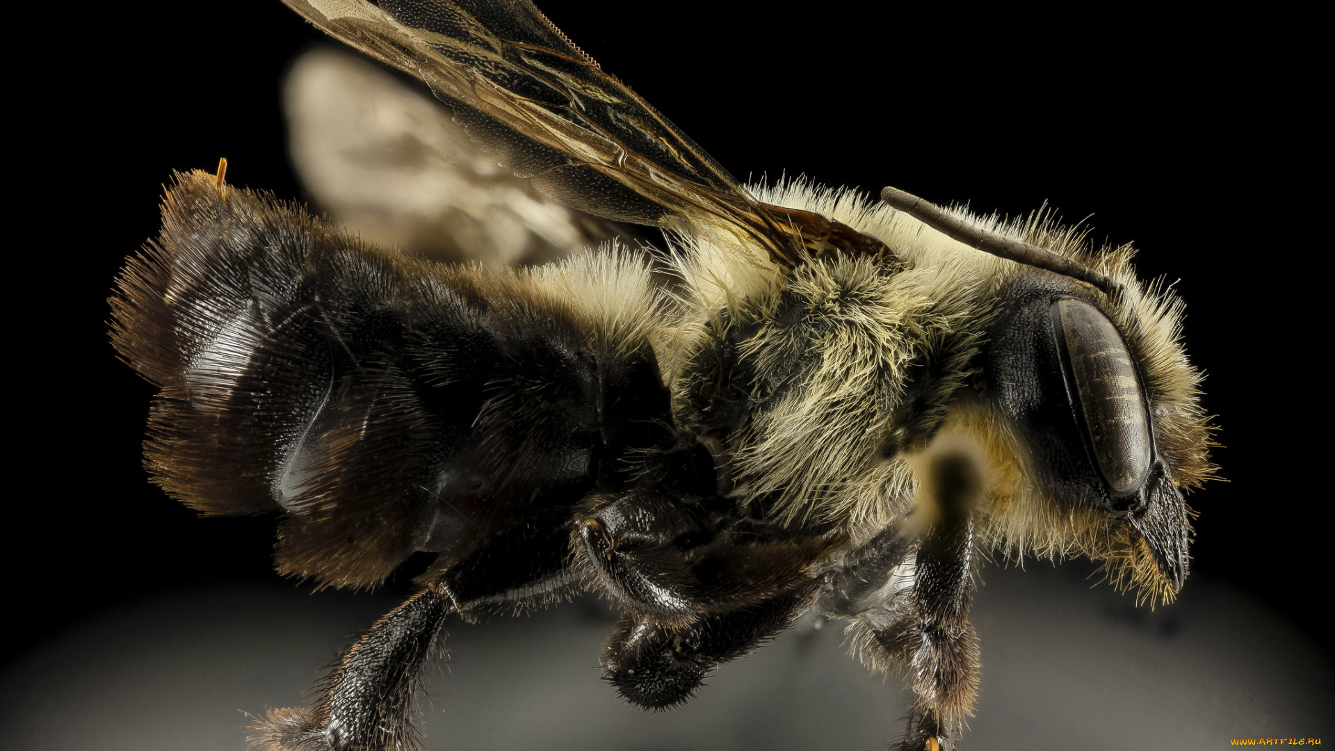 животные, пчелы, , осы, , шмели, макросъемка, насекомое