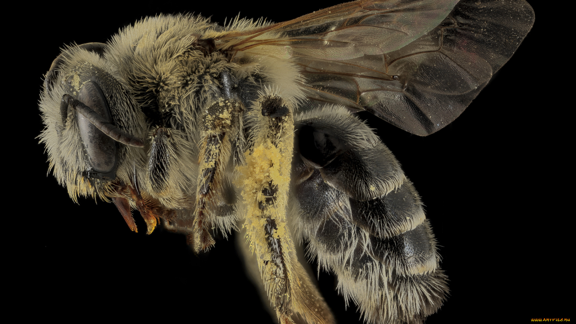 животные, пчелы, , осы, , шмели, насекомое, макросъемка