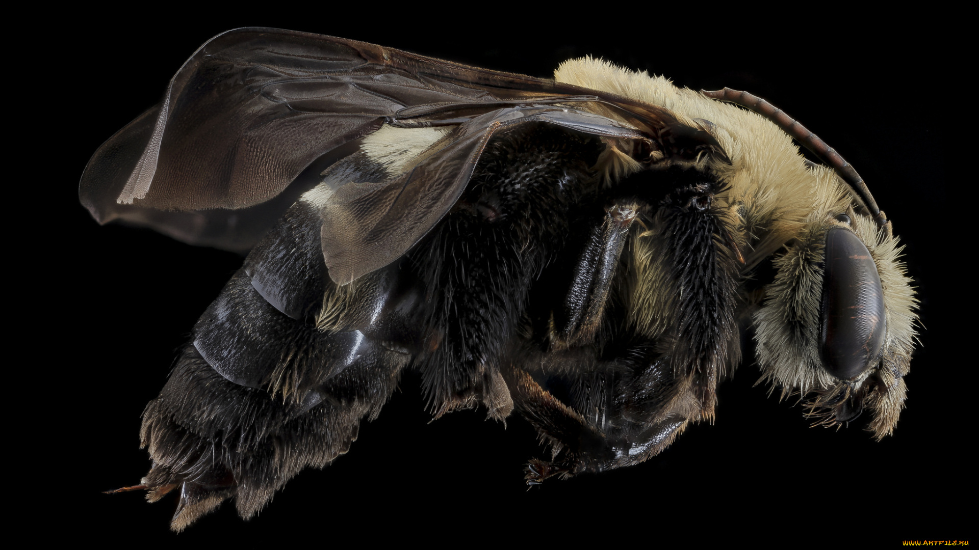 животные, пчелы, , осы, , шмели, насекомое, макросъемка