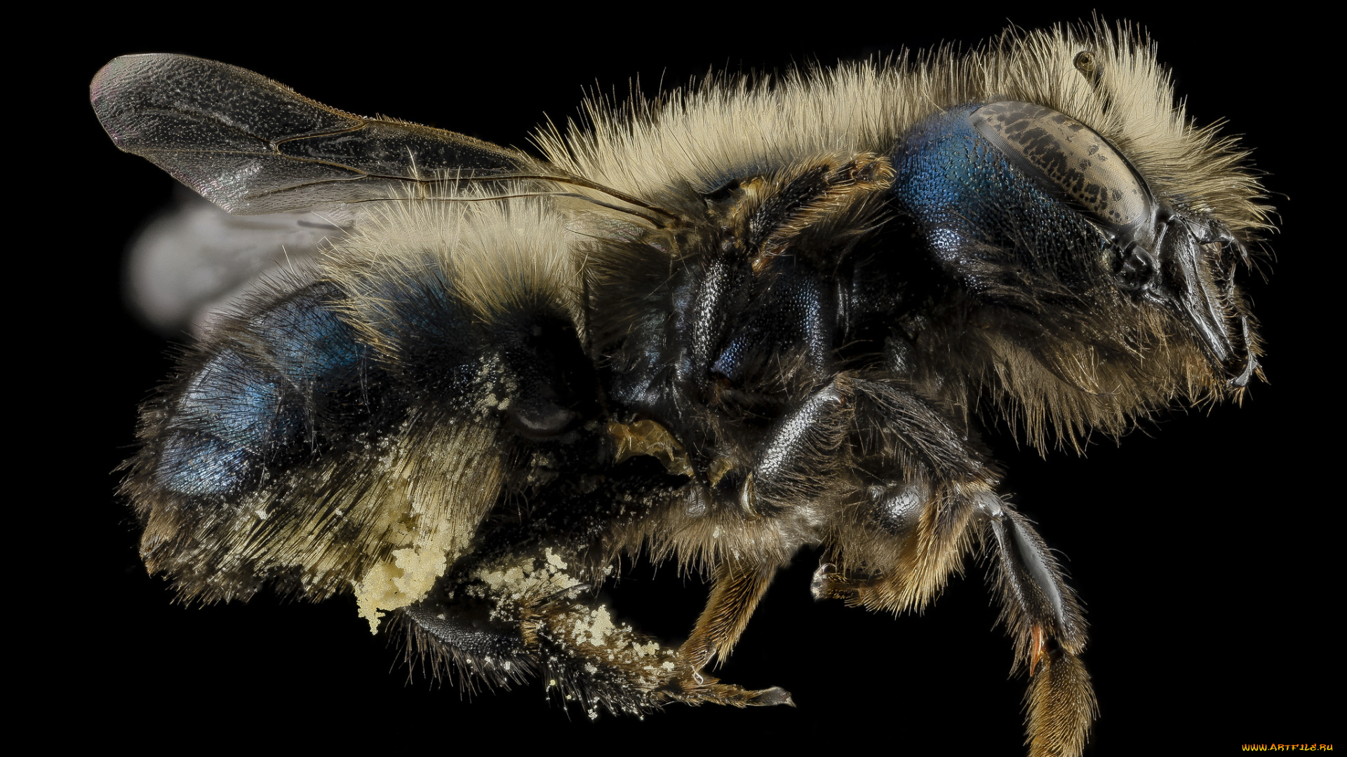 животные, пчелы, , осы, , шмели, насекомое, макросъемка