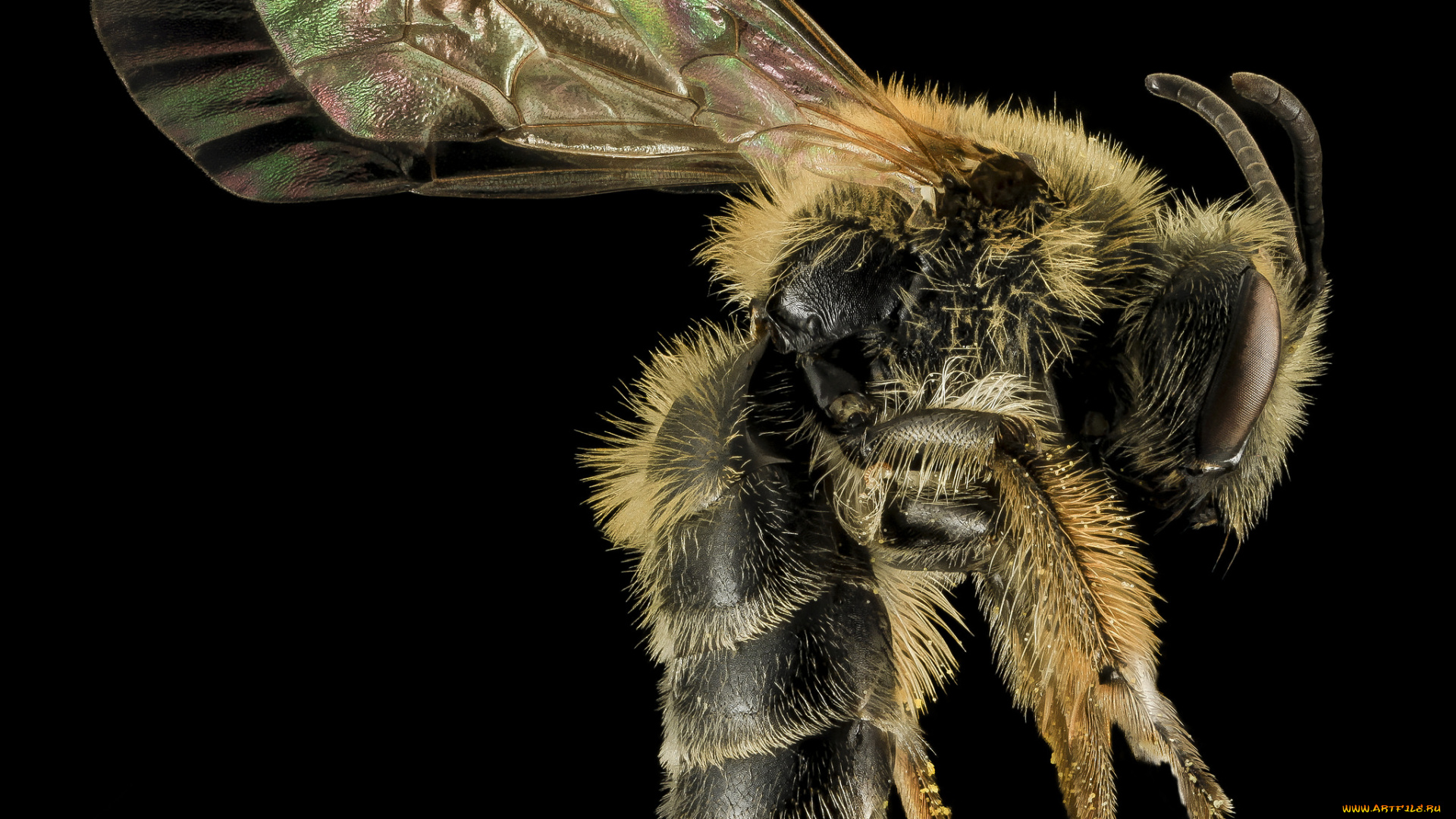 животные, пчелы, , осы, , шмели, насекомое, макросъемка