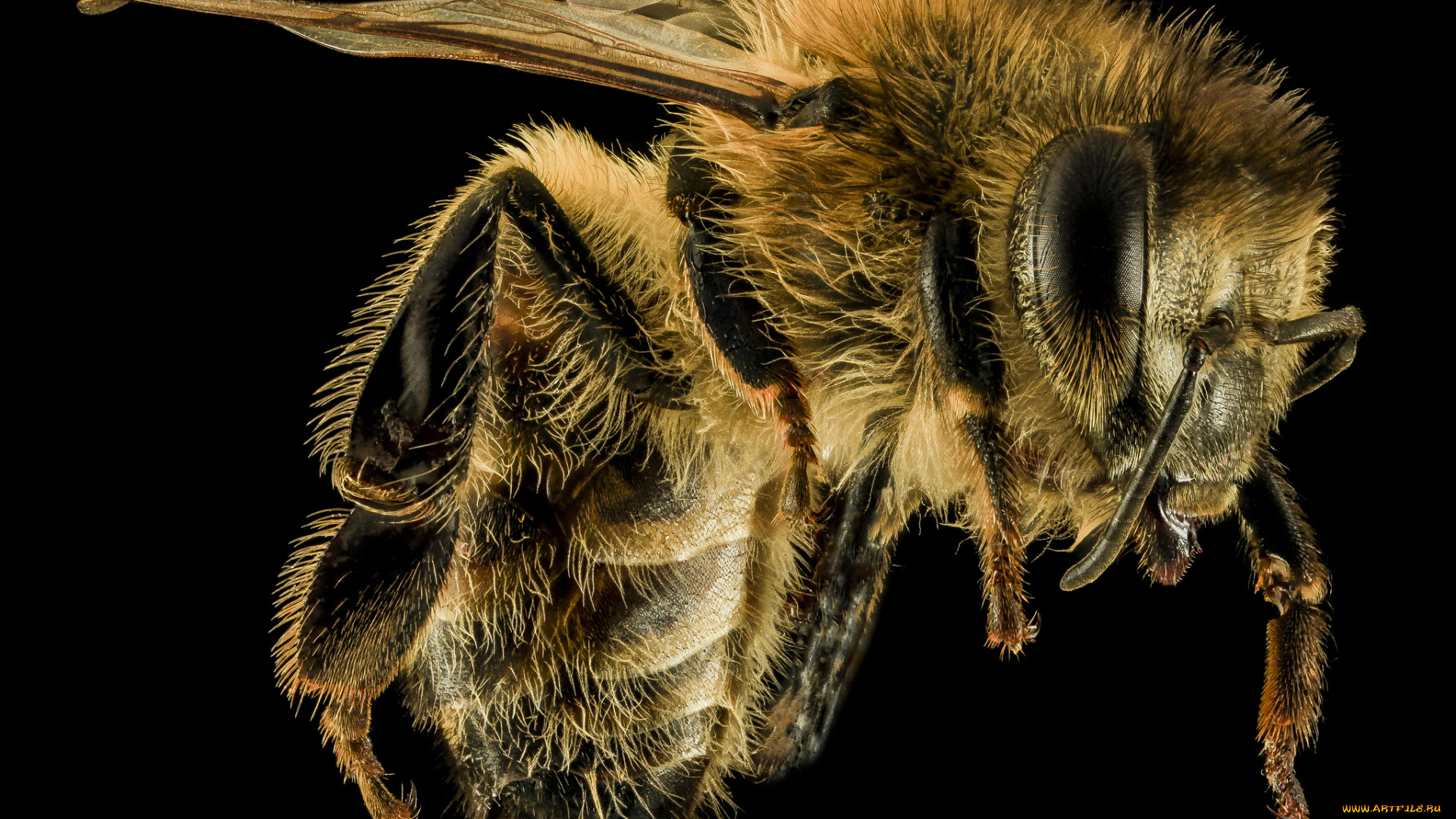 животные, пчелы, , осы, , шмели, насекомое, макросъемка