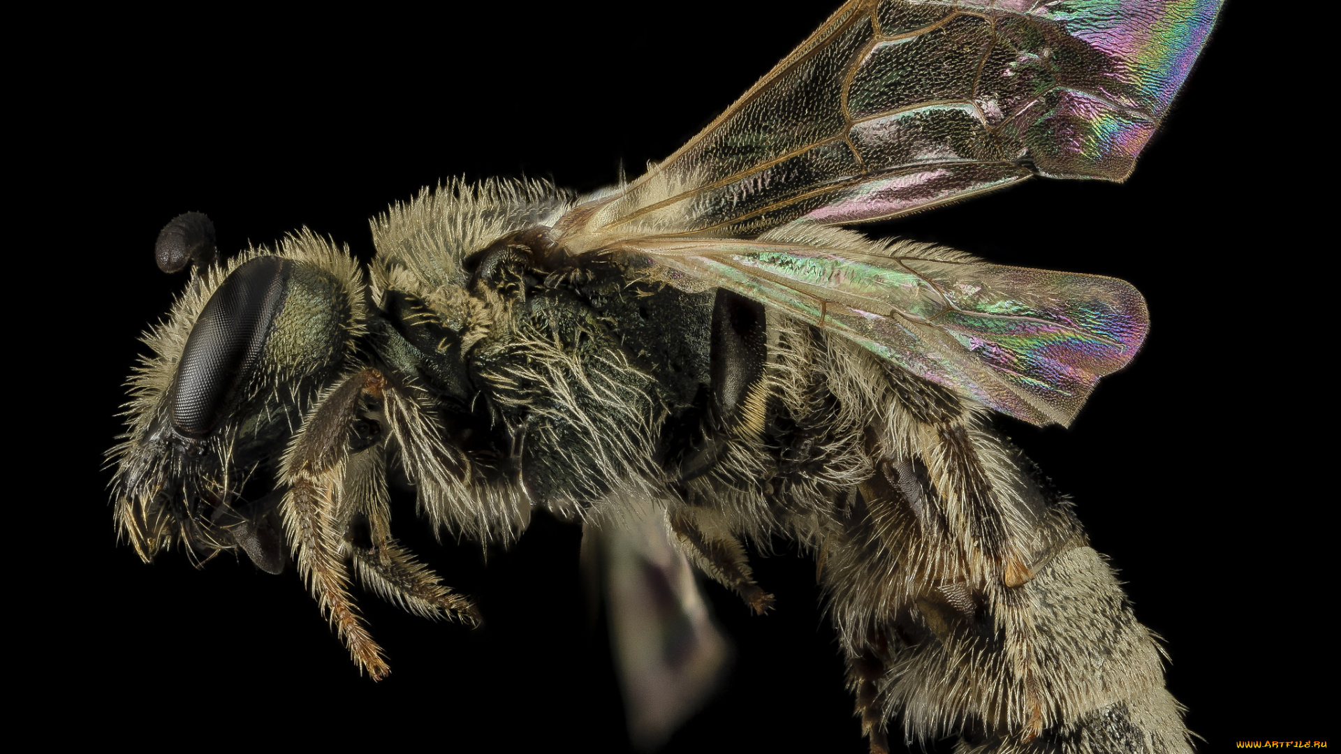 животные, пчелы, , осы, , шмели, насекомое, макросъемка