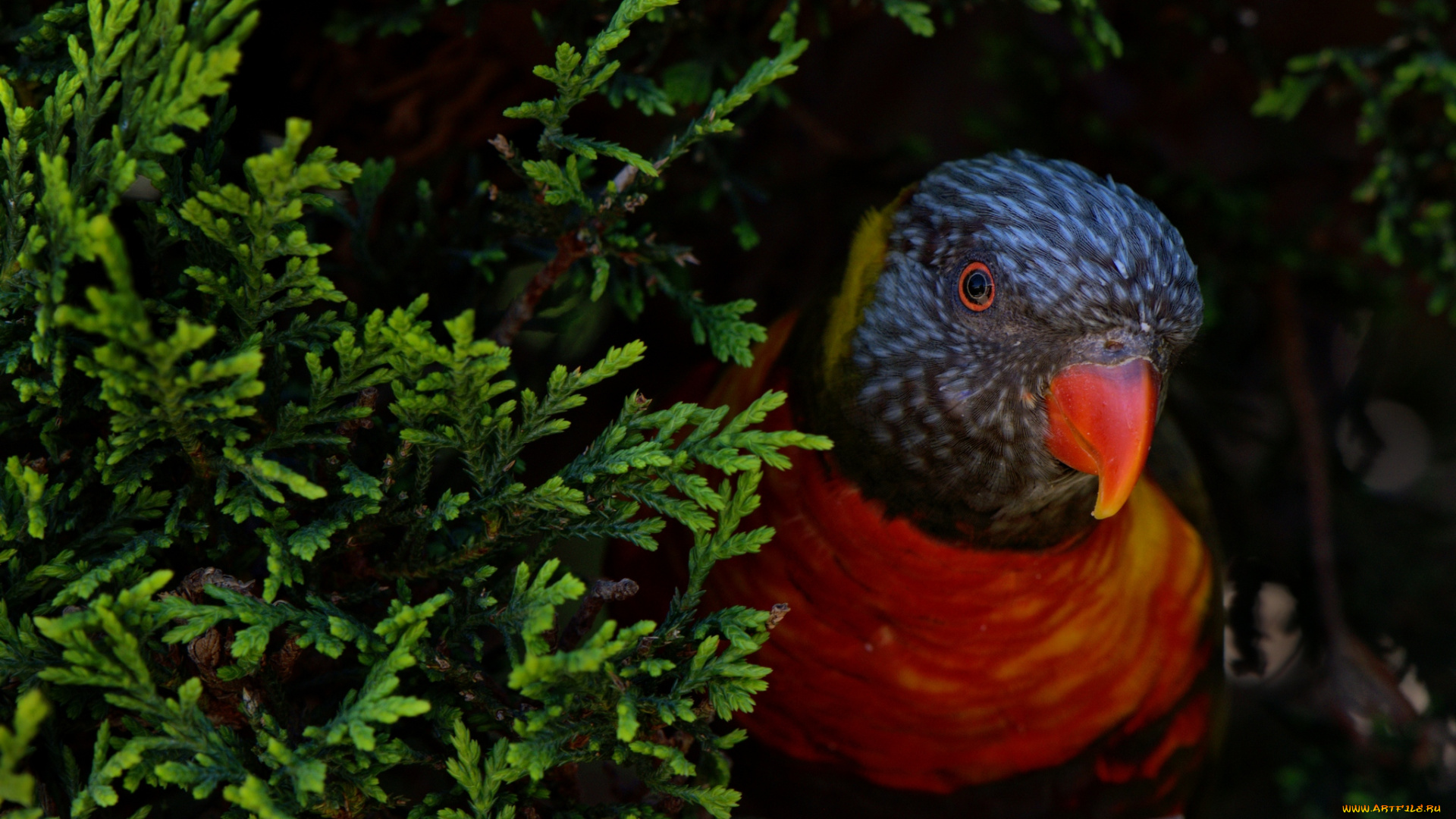 животные, попугаи, птица