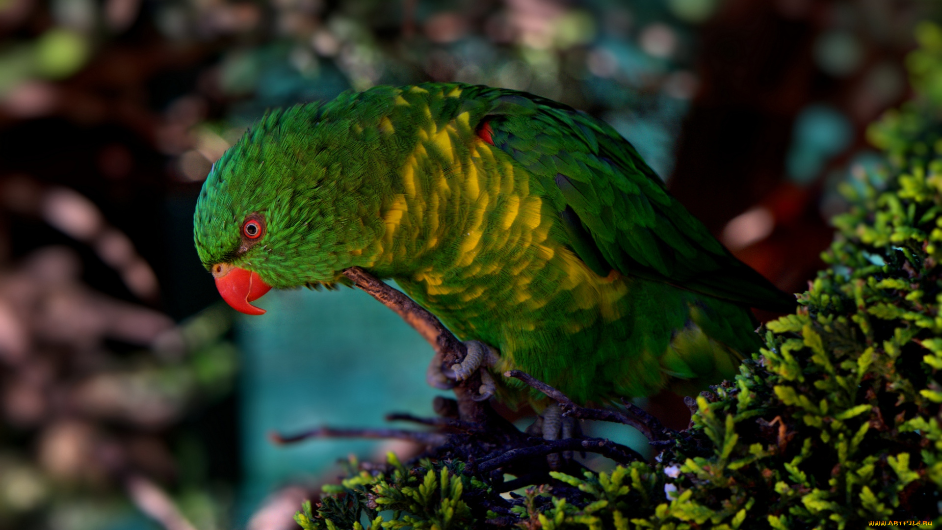 животные, попугаи, птица