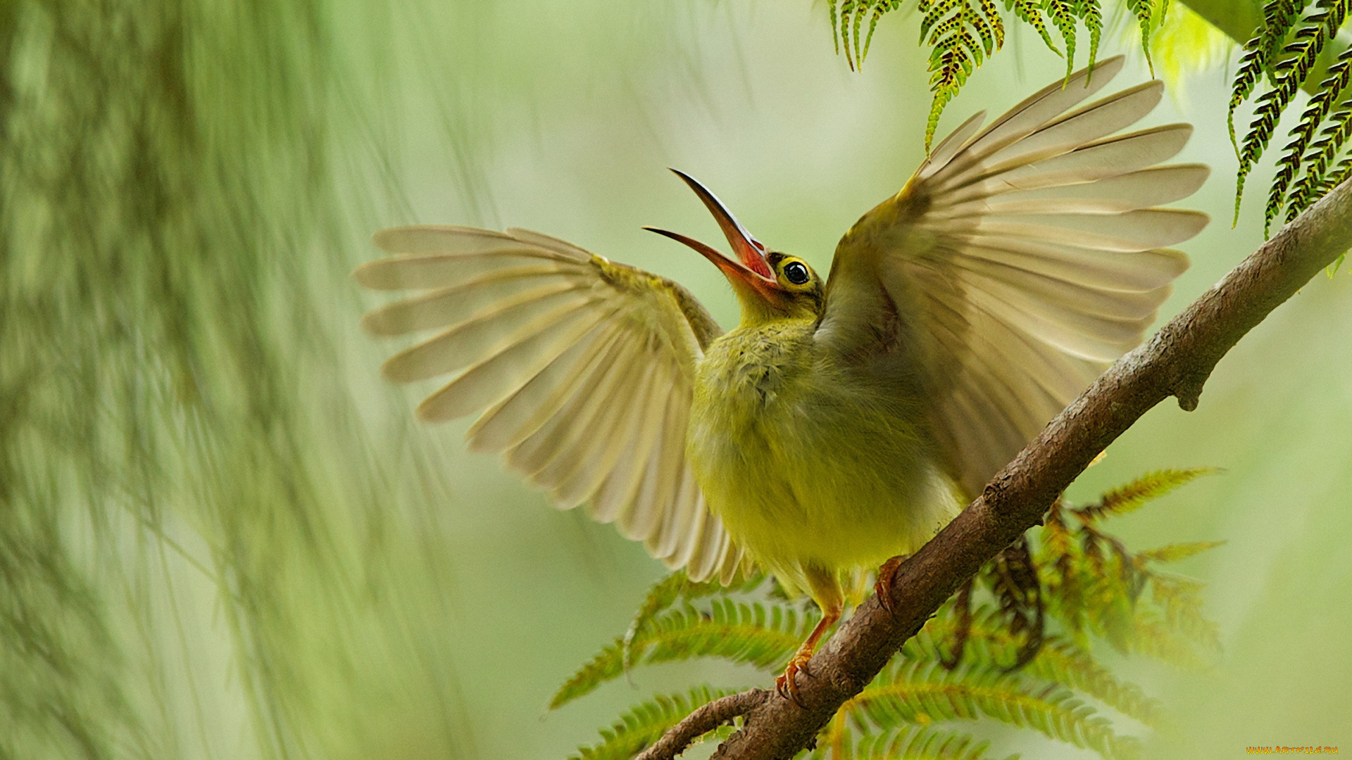 животные, птицы, птица, ветка