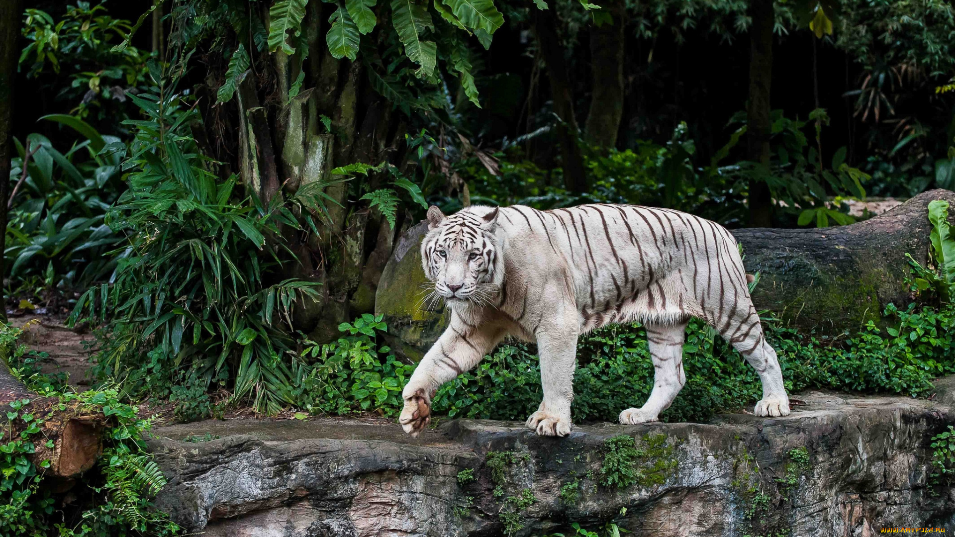 животные, тигры, хищник