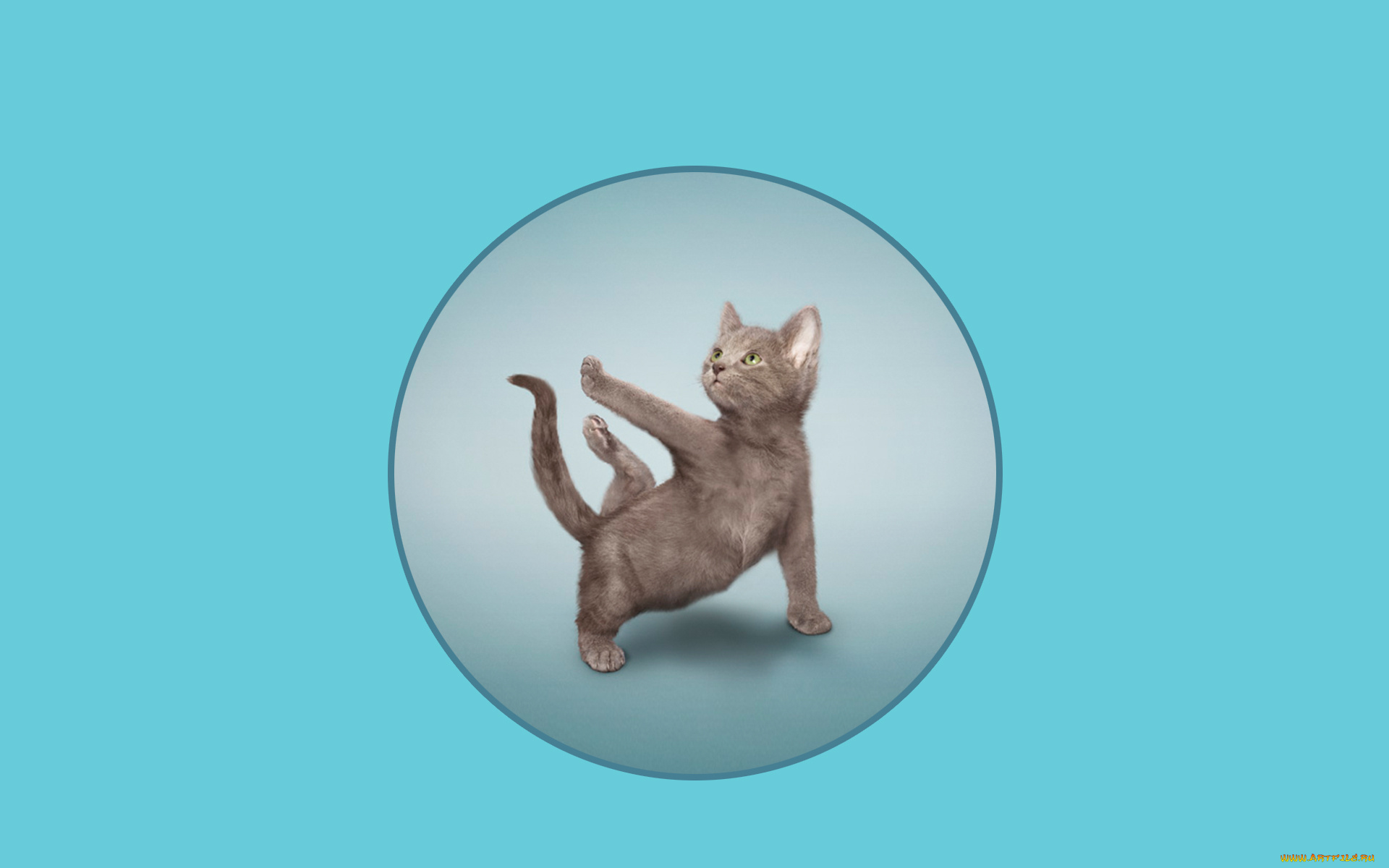 разное, компьютерный, дизайн, фон, кот