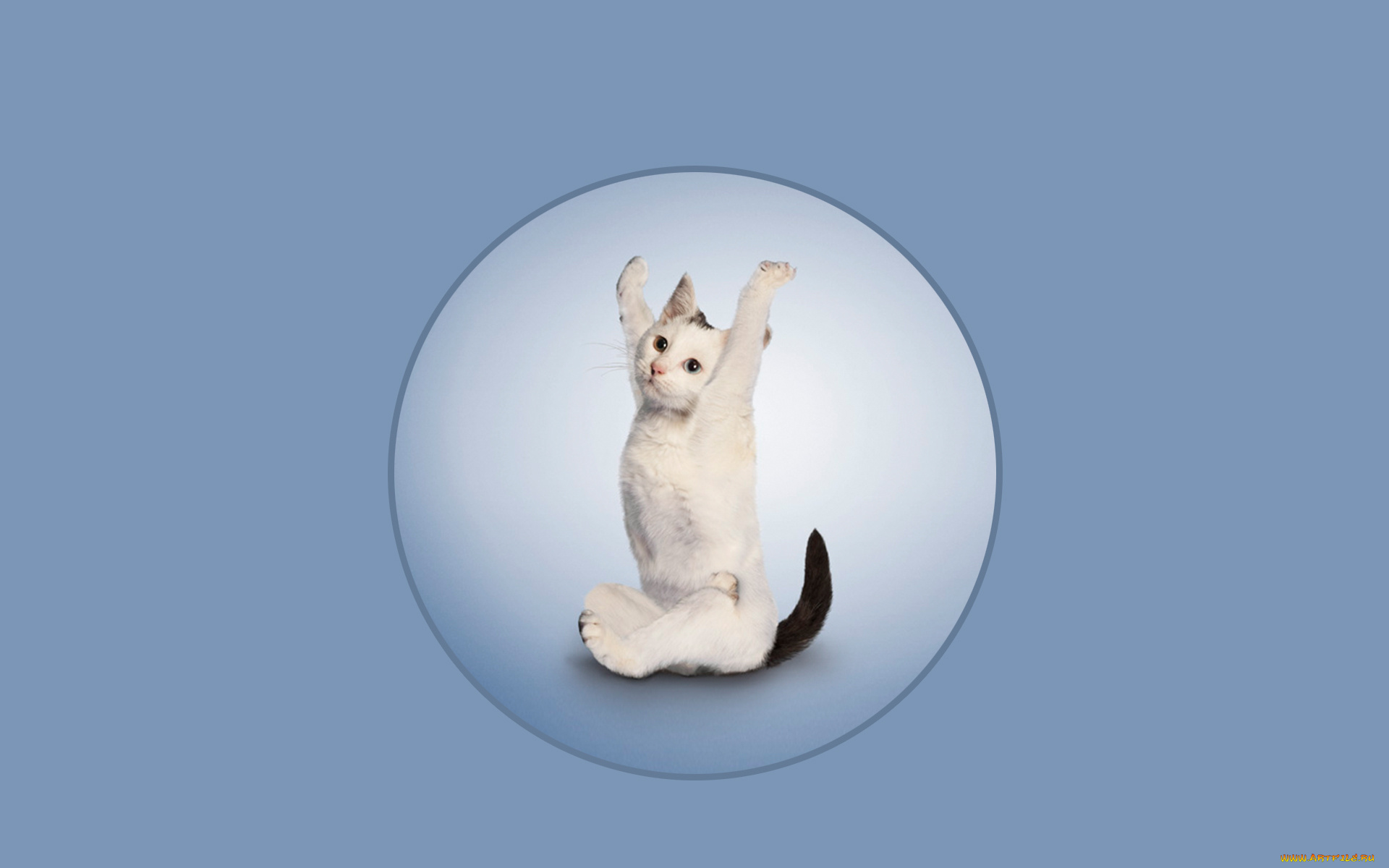 разное, компьютерный, дизайн, фон, кот