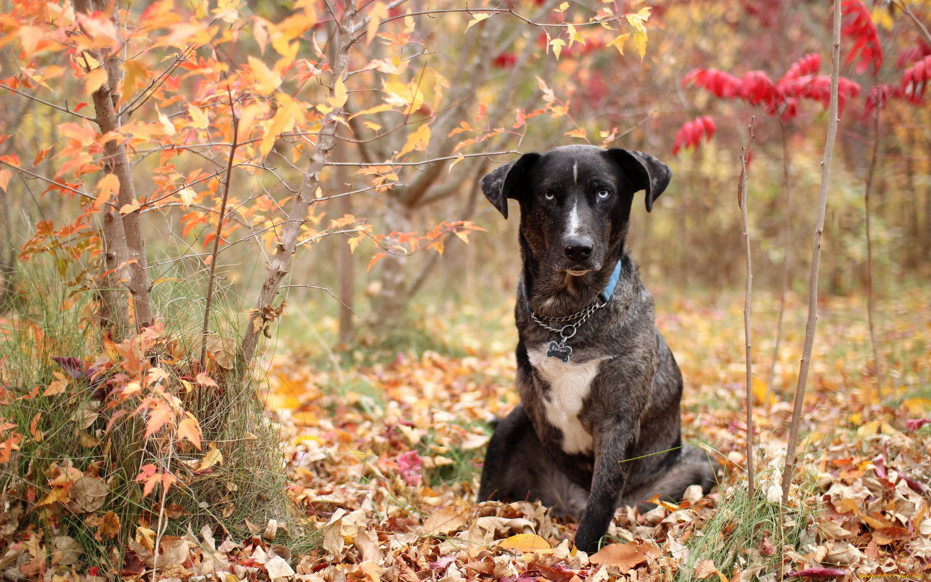 животные, собаки, осень, взгляд