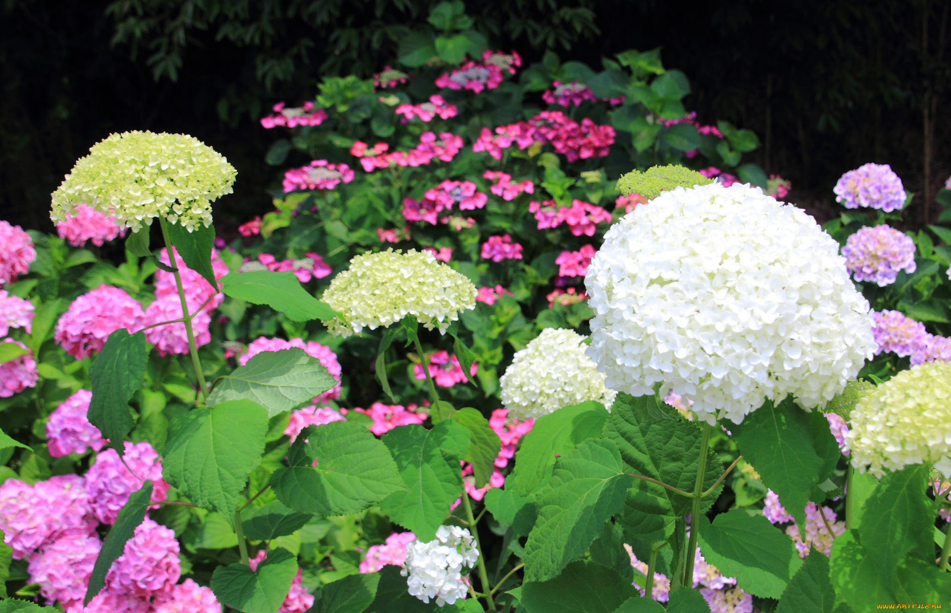 цветы, гортензия, бутоны, лето