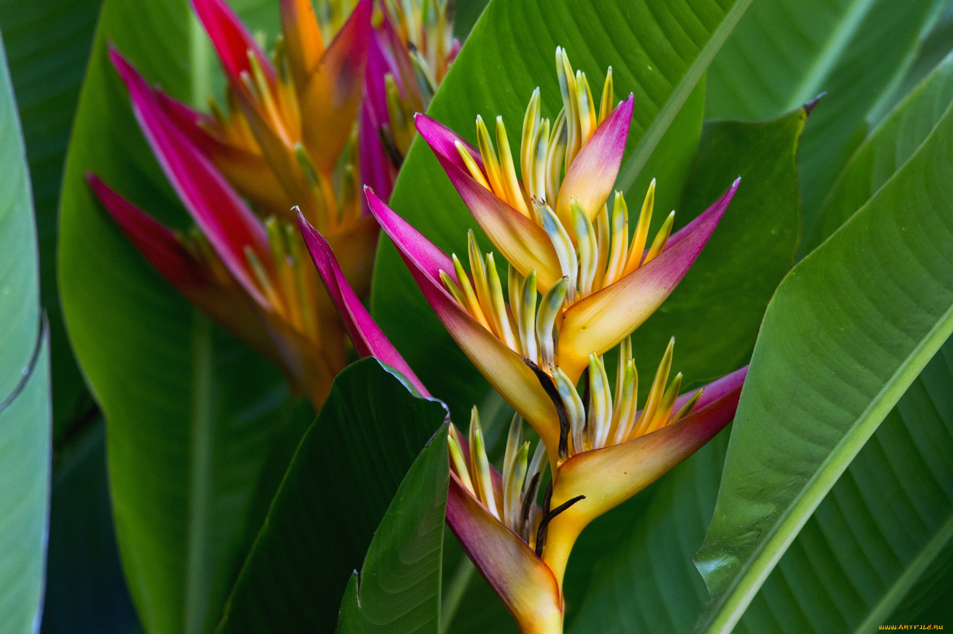 цветы, стрелиция, , райская, птица, тропики