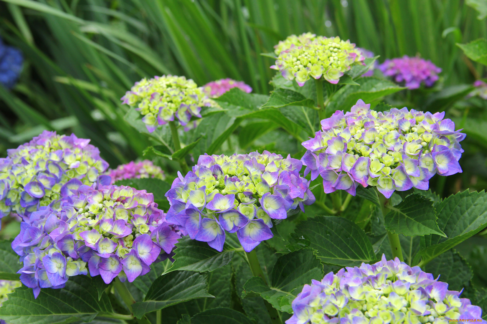 цветы, гортензия, бутоны, лето