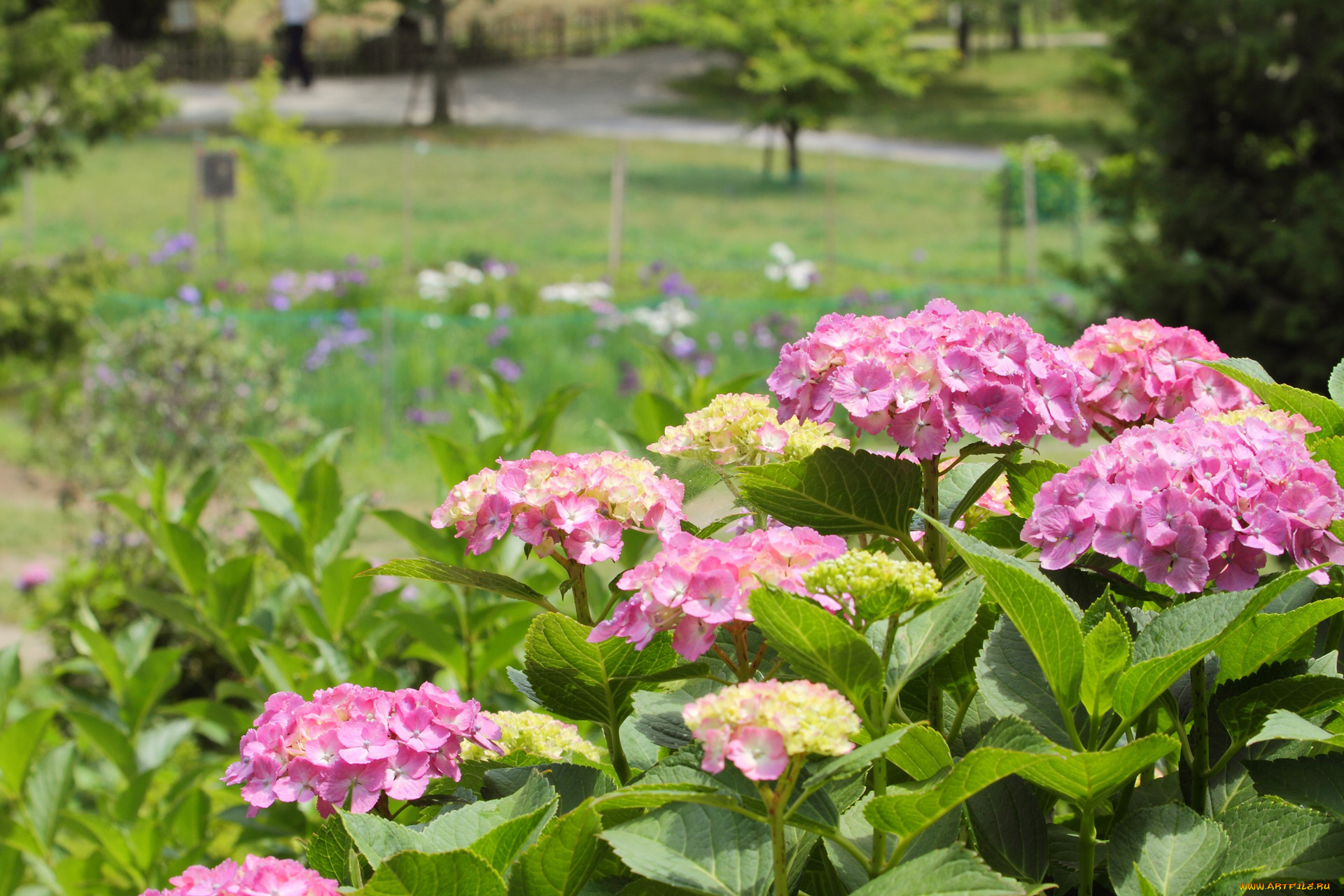 цветы, гортензия, бутоны, лето