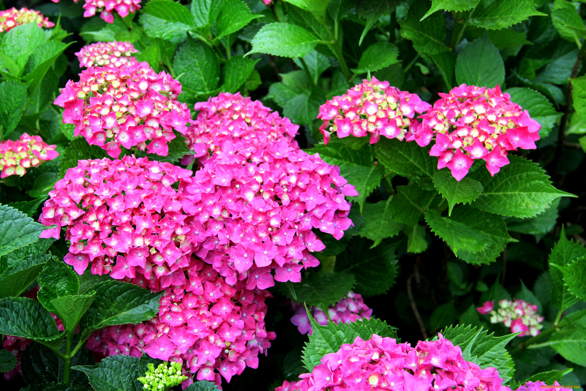 цветы, гортензия, лето, бутоны