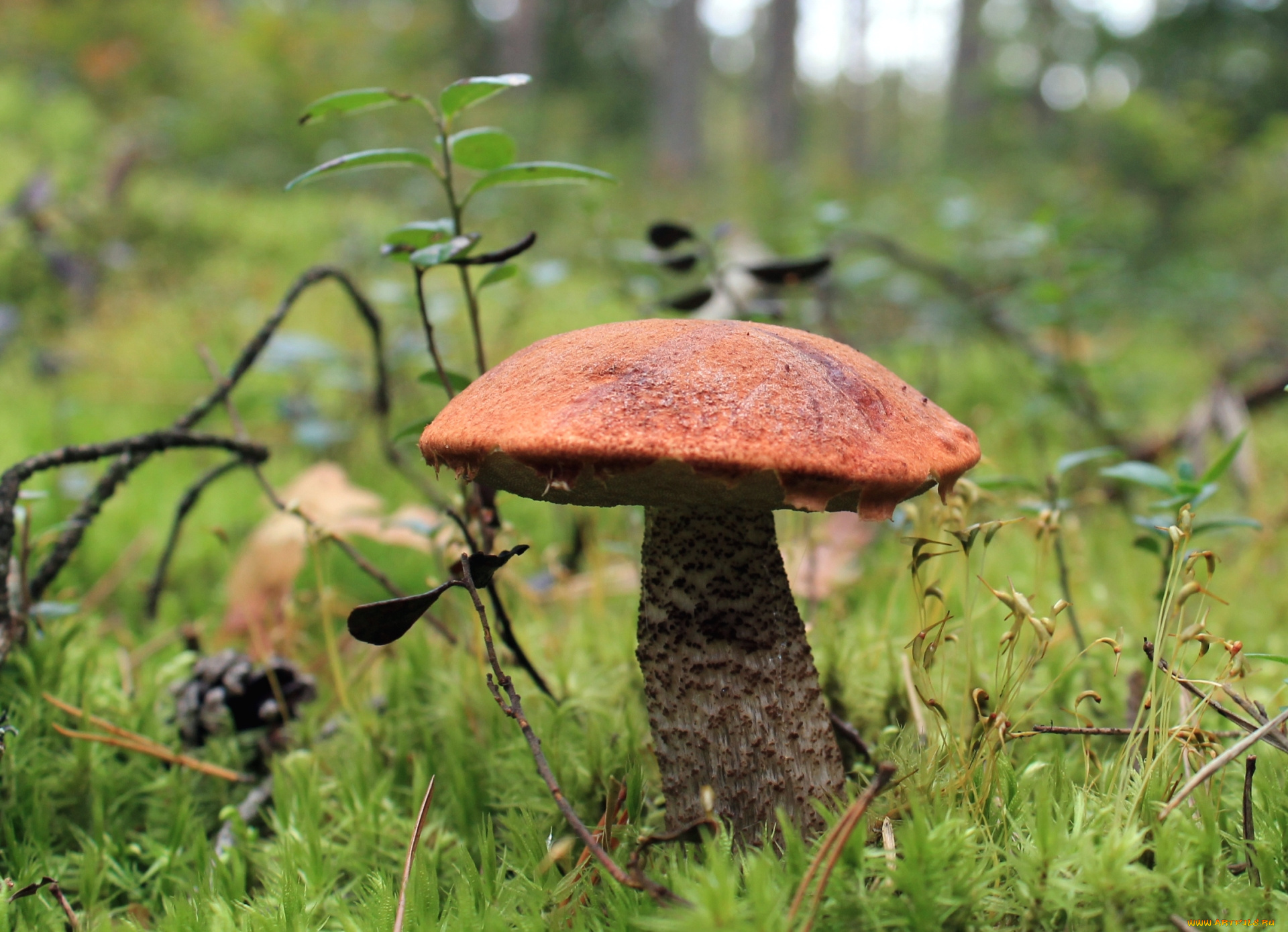 природа, грибы, подосиновик