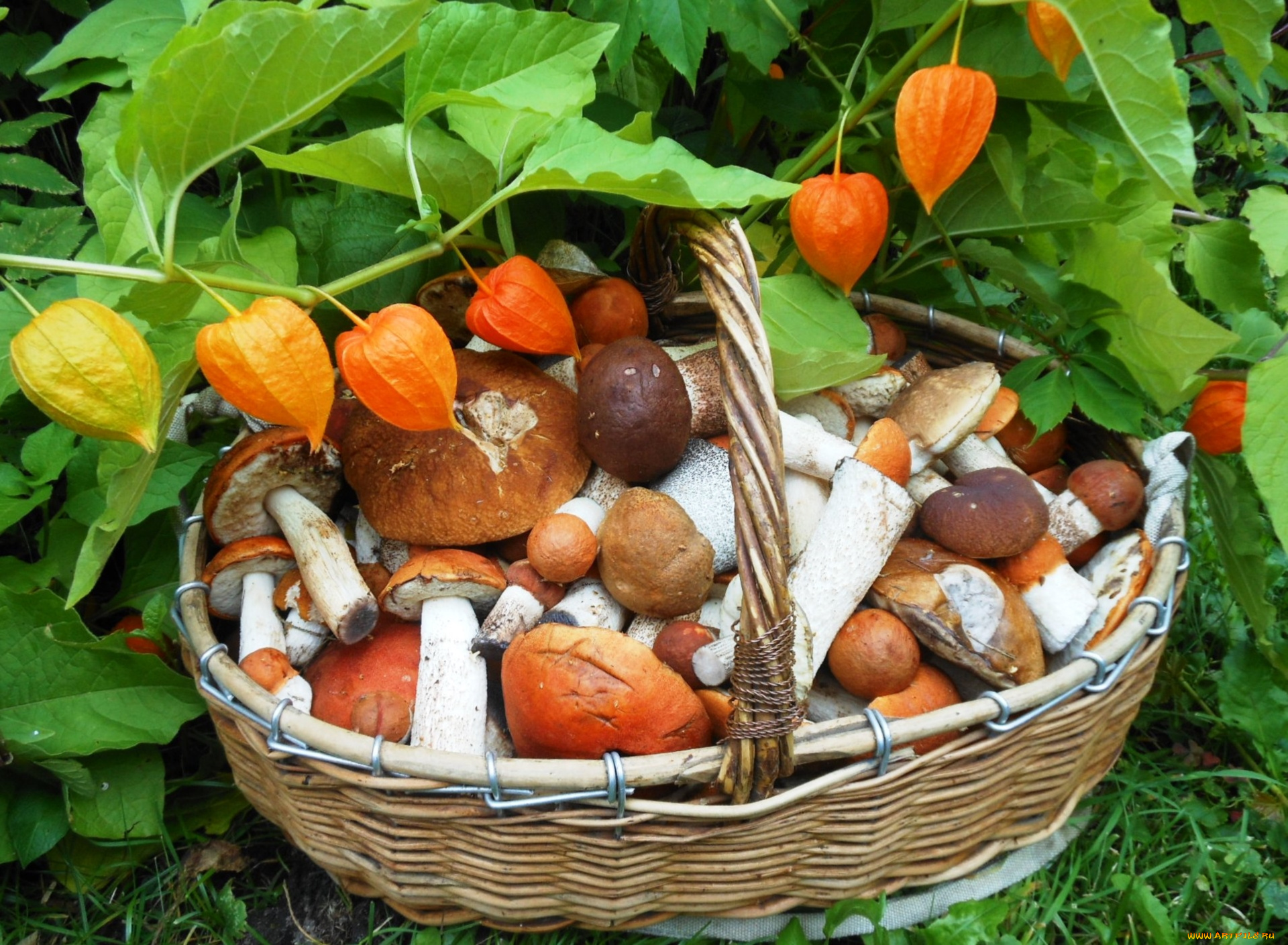 еда, грибы, , грибные, блюда, физалис, корзина