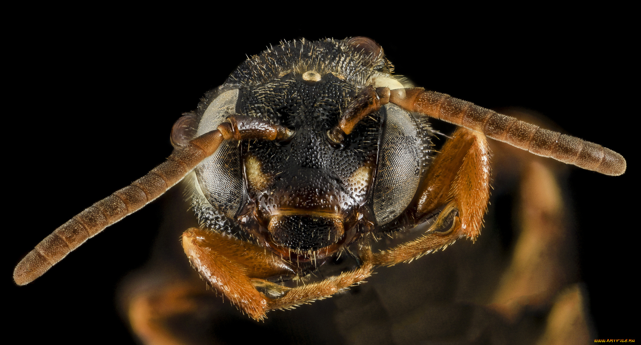 животные, насекомые, макросъемка, насекомое