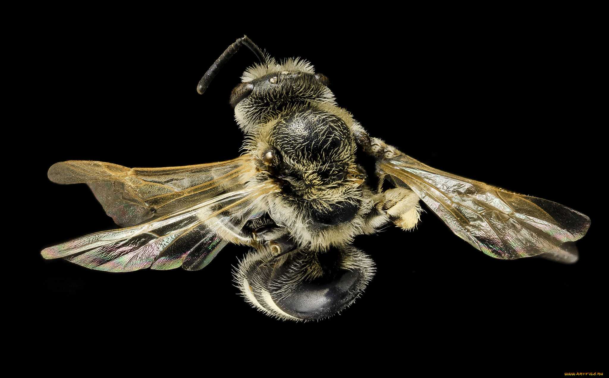 животные, пчелы, , осы, , шмели, макросъемка, насекомое