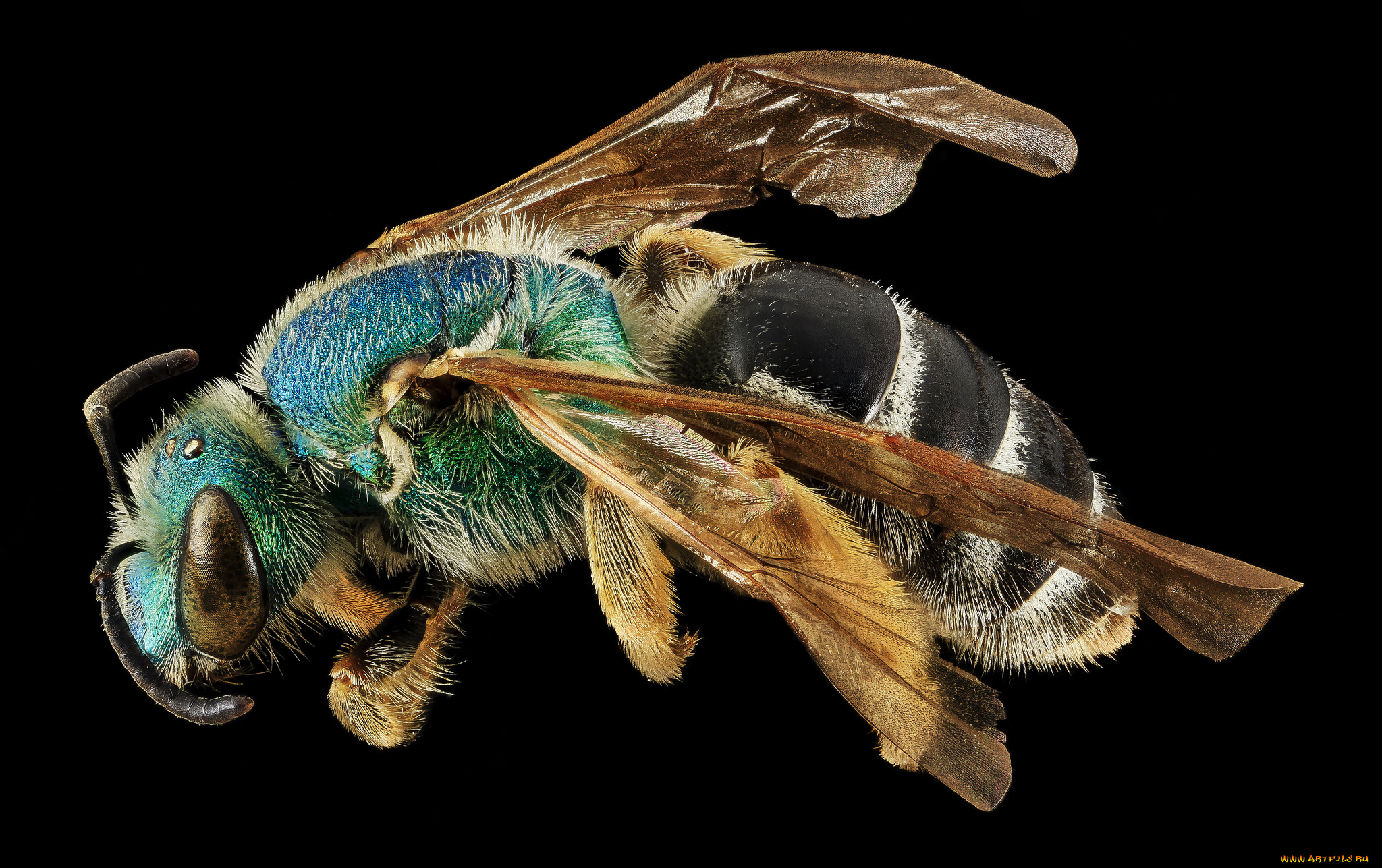 животные, насекомые, макросъемка, насекомое