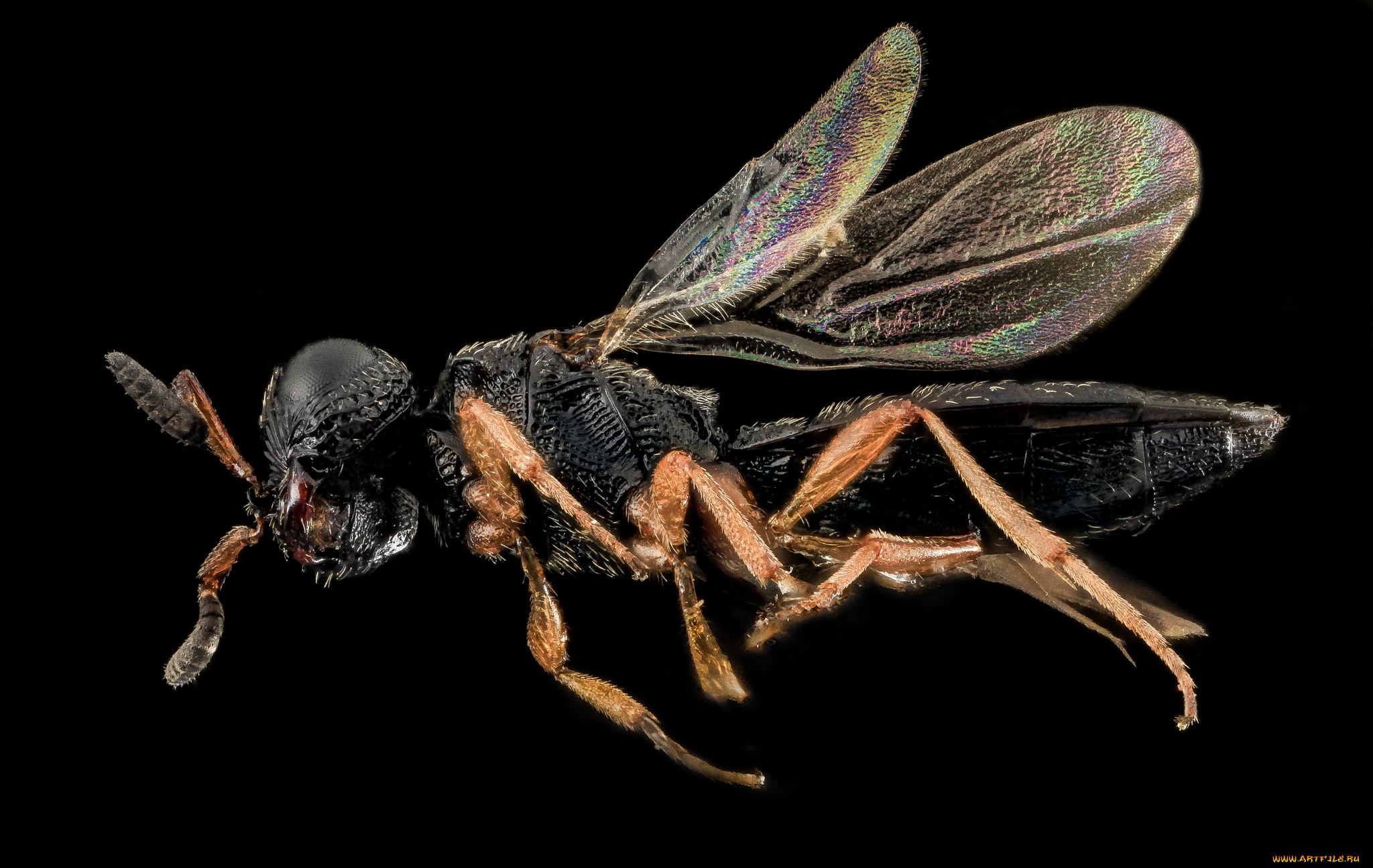 животные, насекомые, насекомое, макросъемка