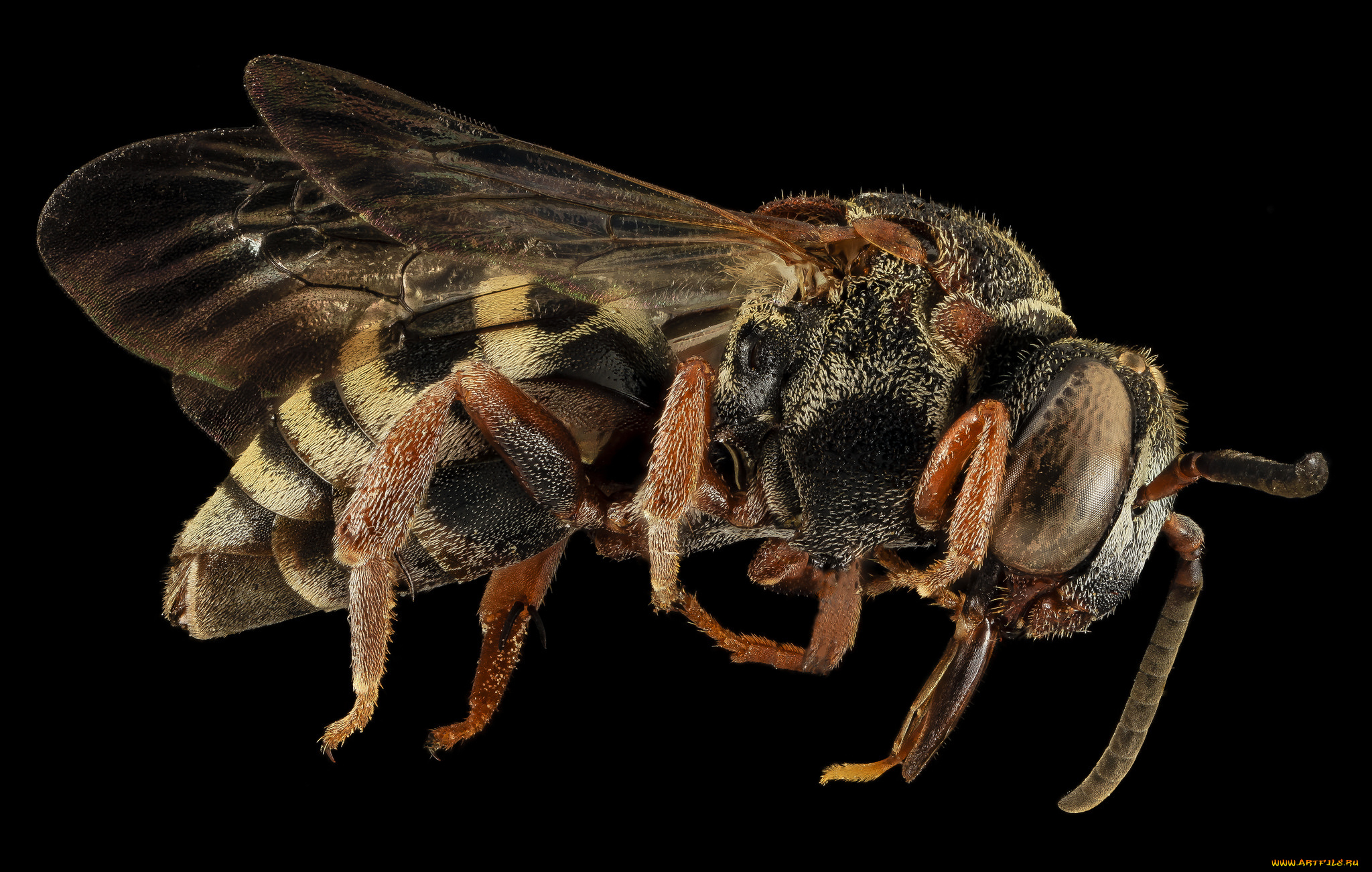 животные, насекомые, макросъемка, насекомое