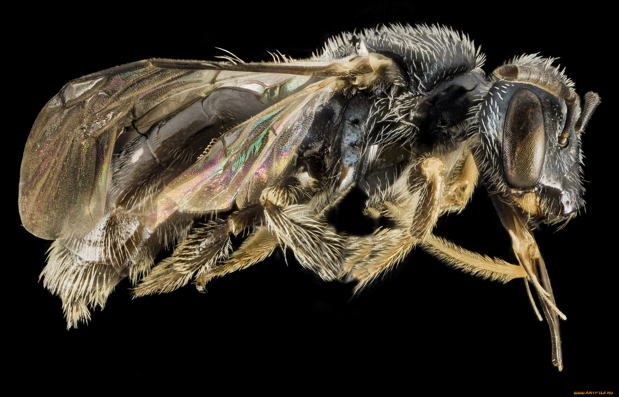 животные, насекомые, макросъемка, насекомое