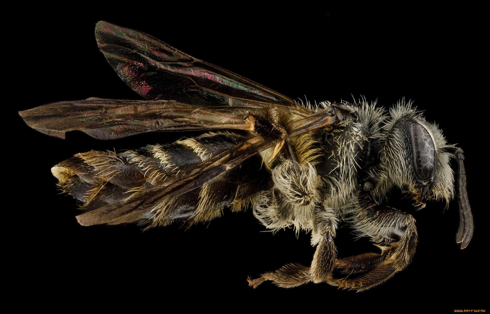 животные, насекомые, насекомое, макросъемка