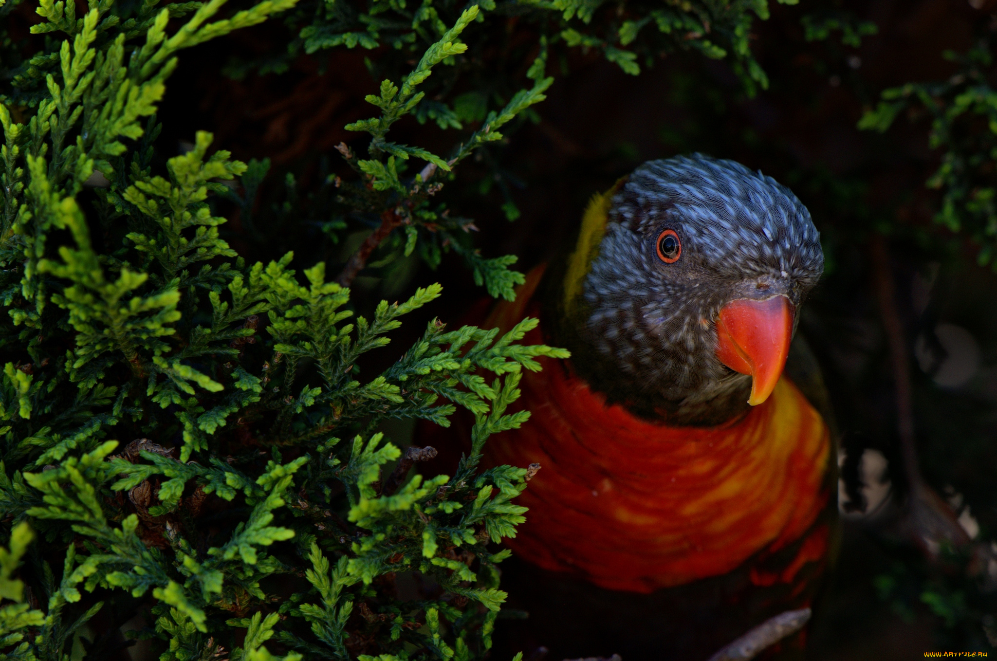 животные, попугаи, птица