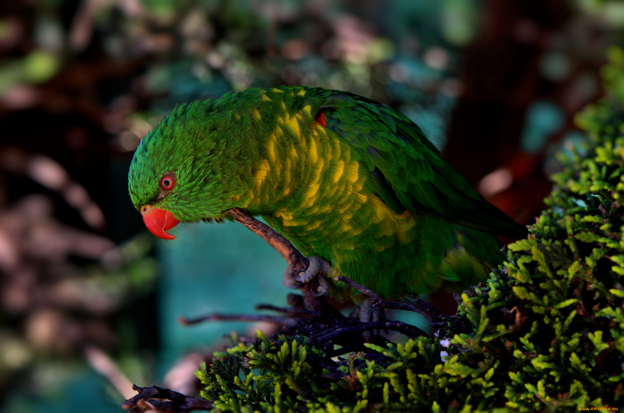 животные, попугаи, птица