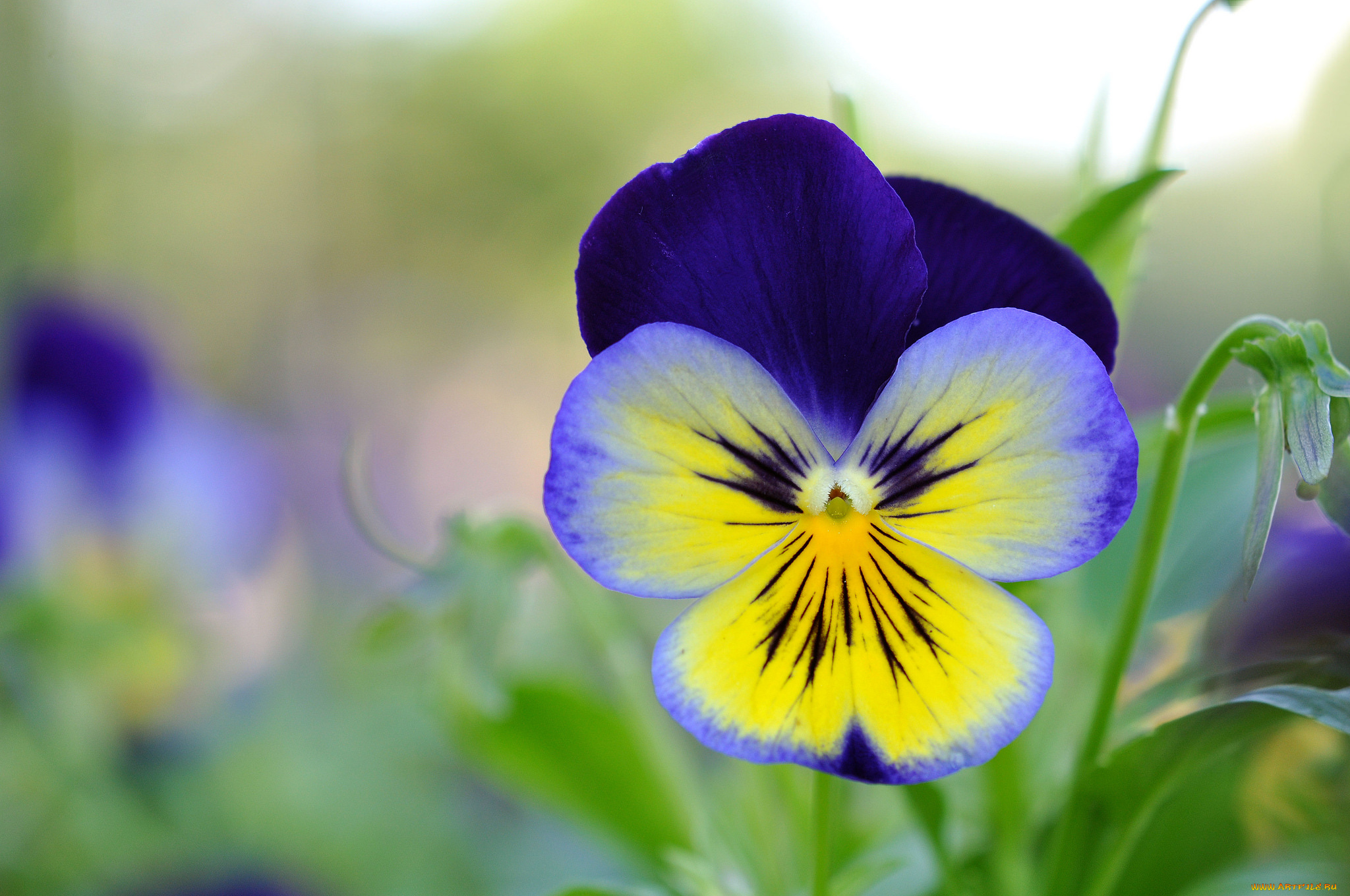 цветы, анютины, глазки, , садовые, фиалки, макро