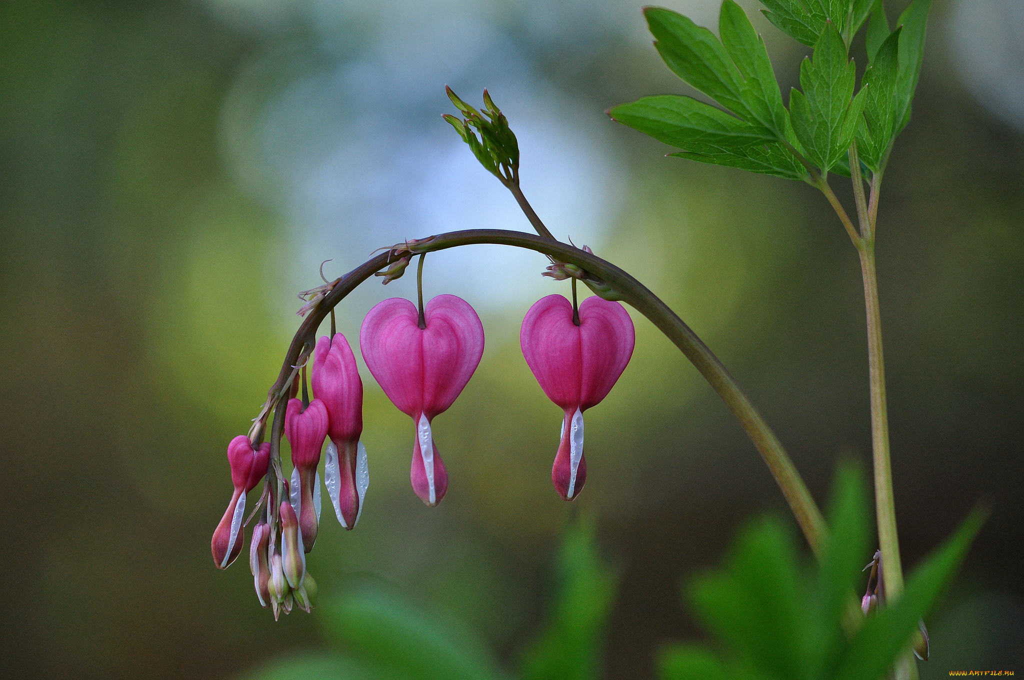 цветы, дицентра, , разбитое, сердце, ветка