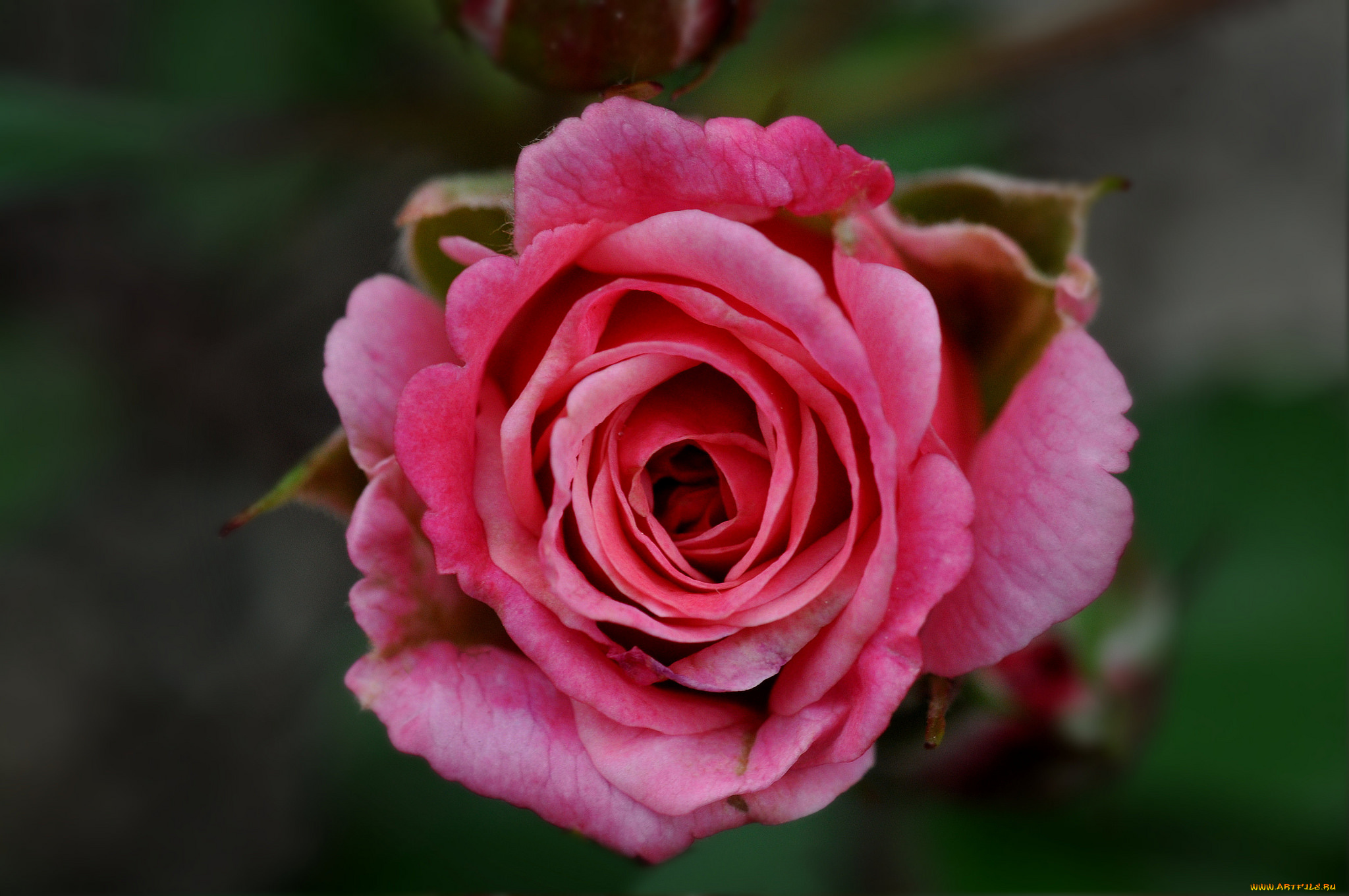 цветы, розы, макро