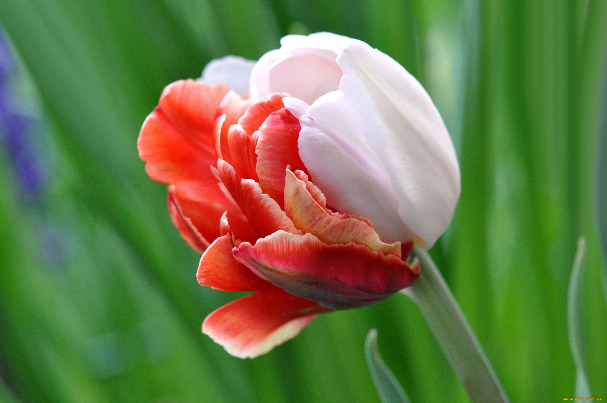 цветы, тюльпаны, макро