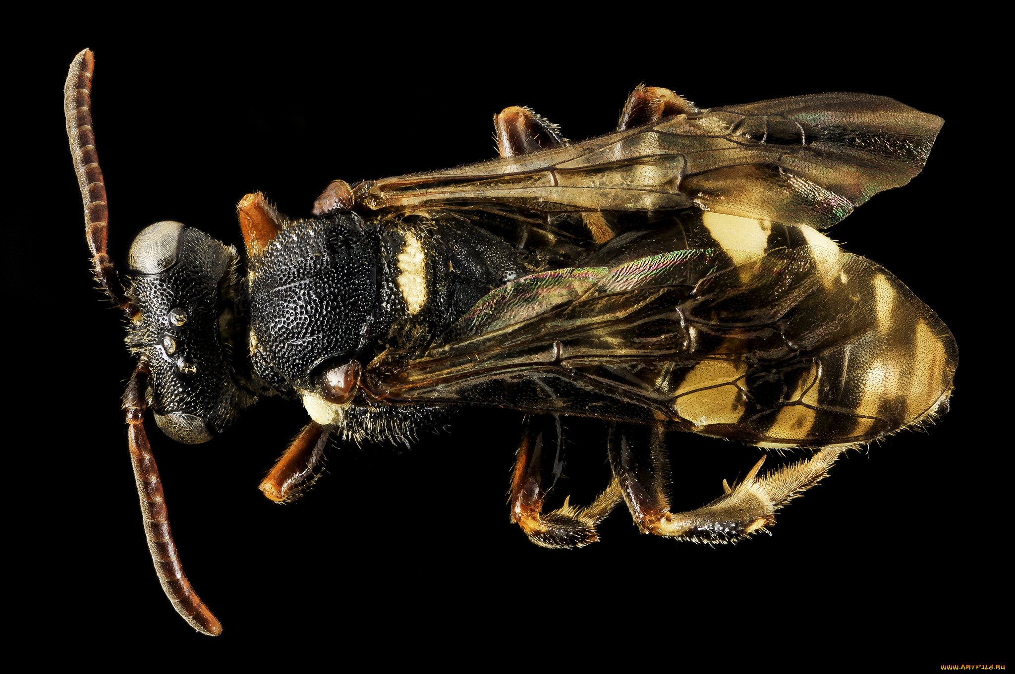 животные, пчелы, , осы, , шмели, макросъемка, насекомое