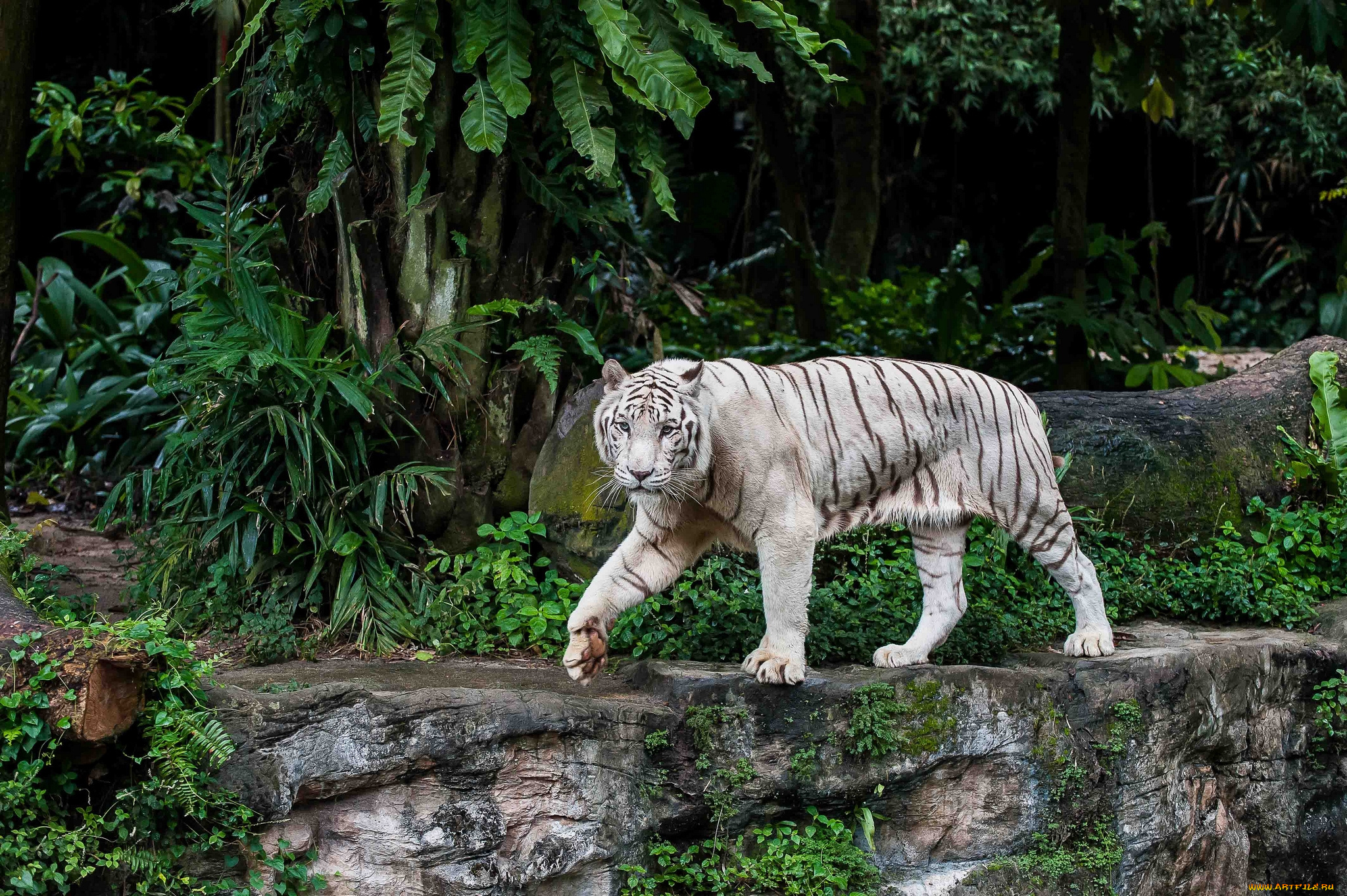 животные, тигры, хищник