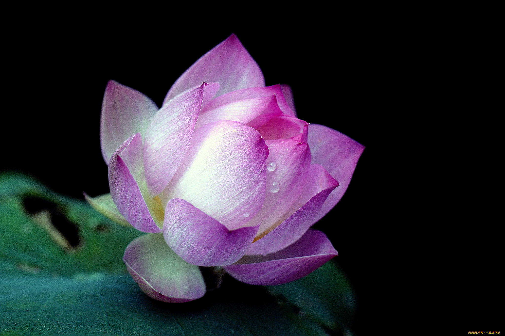 цветы, лотосы, макро