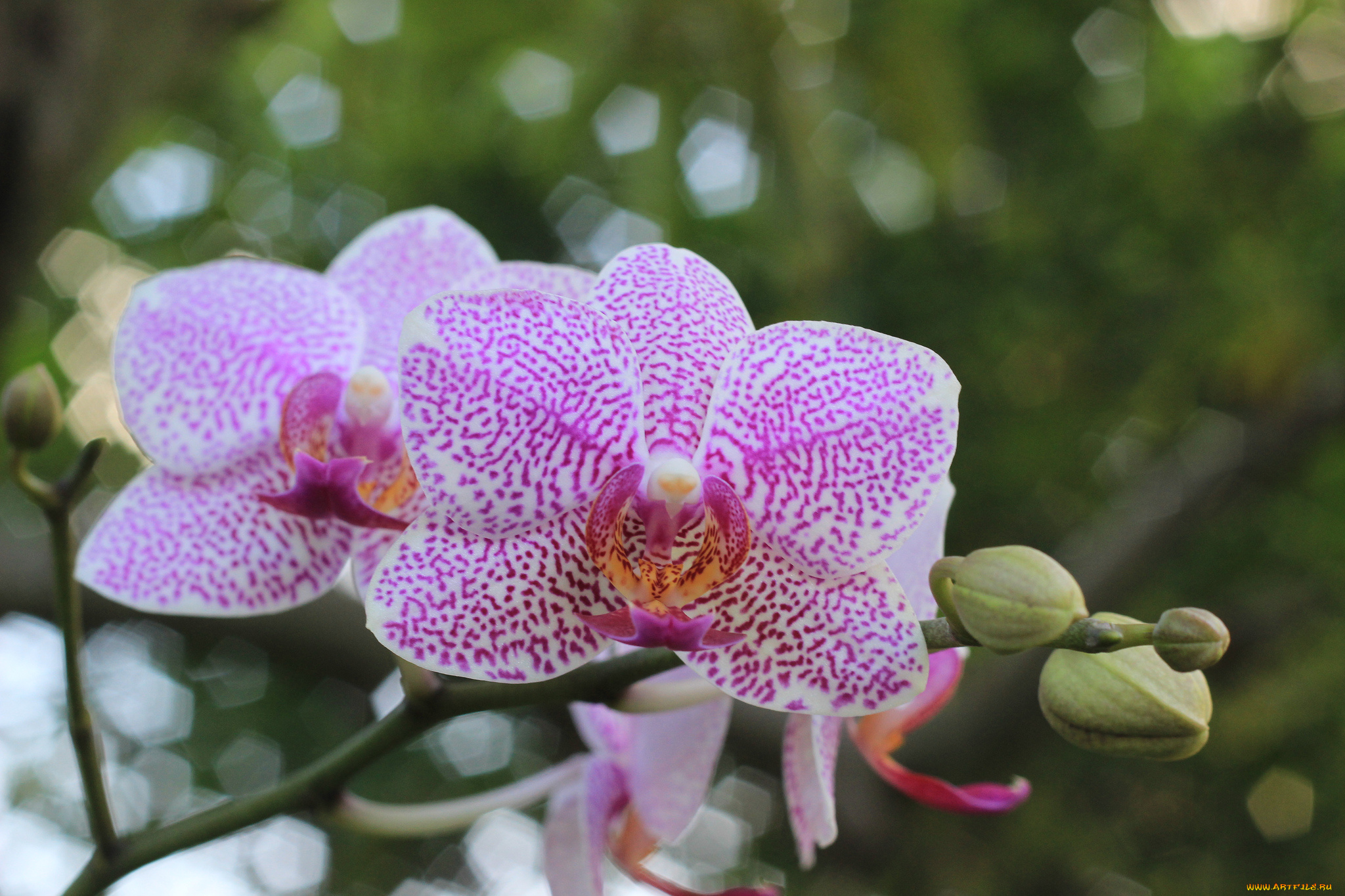 цветы, орхидеи, розовый