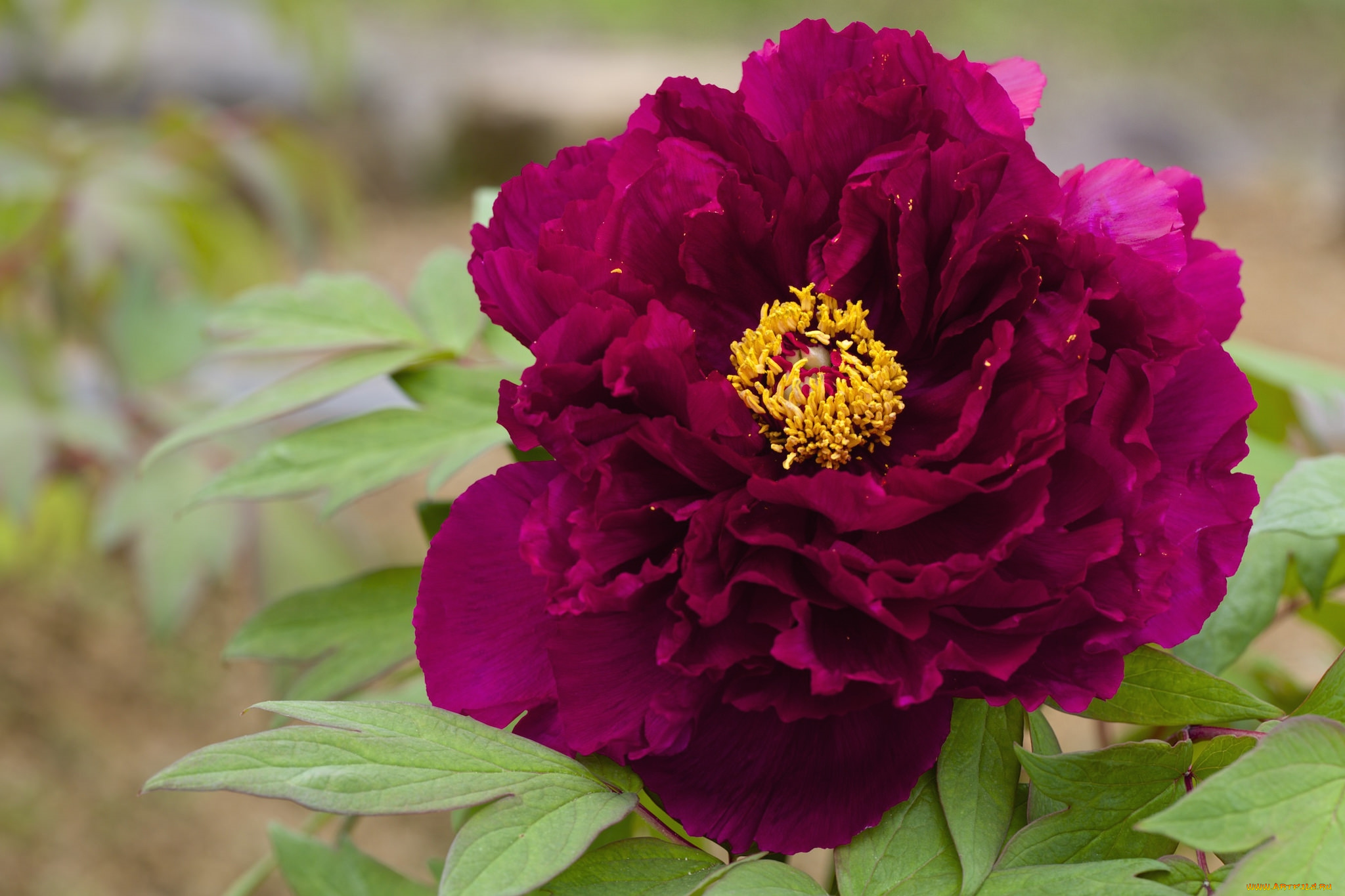 цветы, пионы, макро