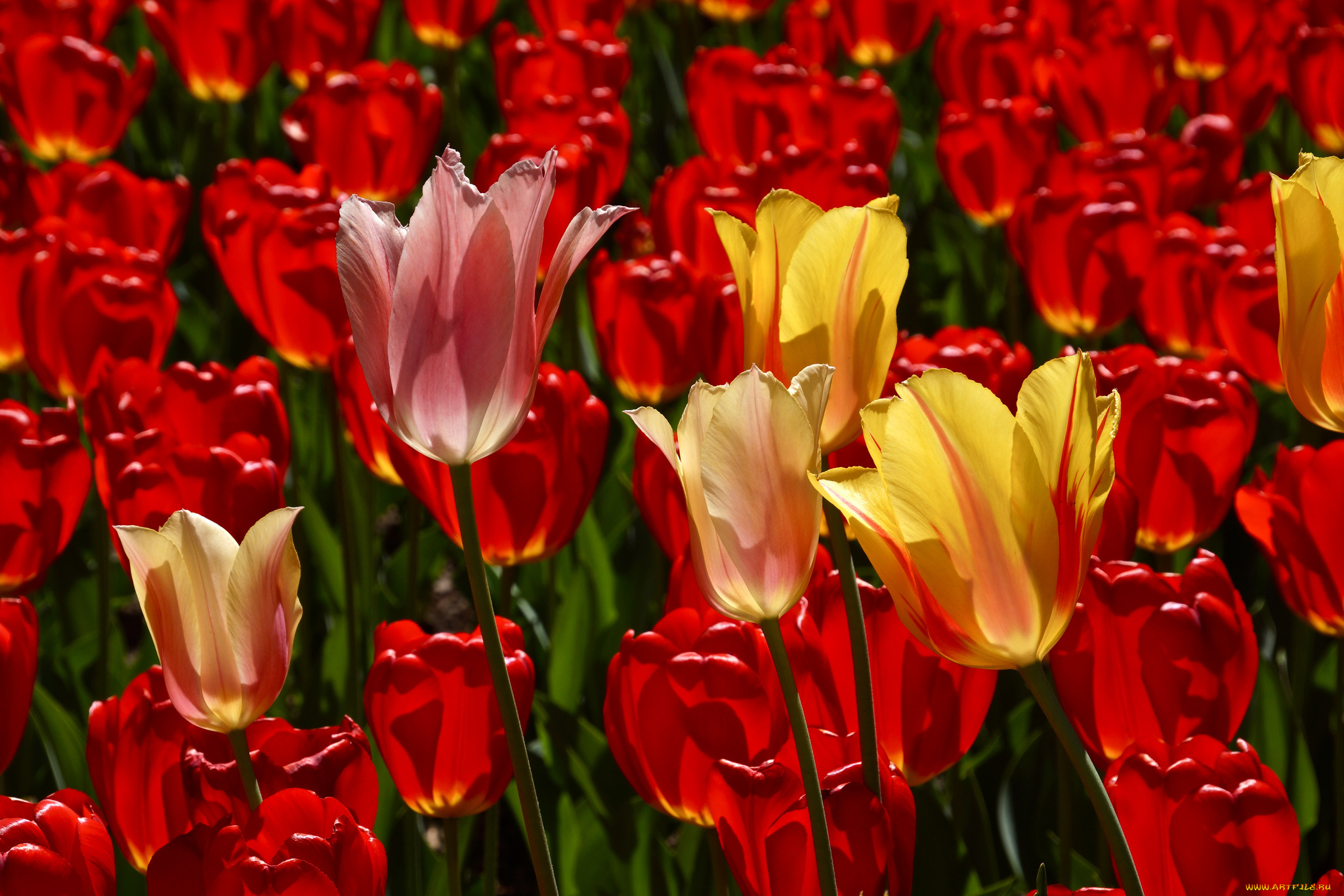 цветы, тюльпаны, много