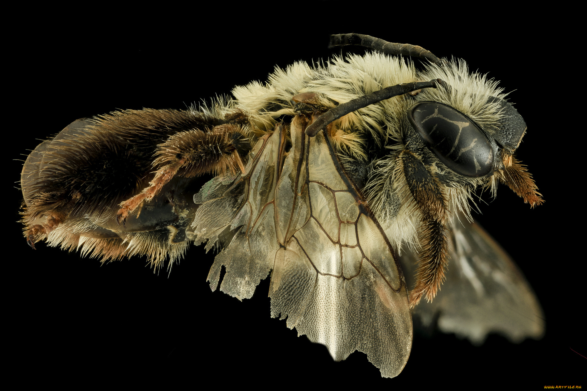 животные, пчелы, , осы, , шмели, макросъемка, насекомое