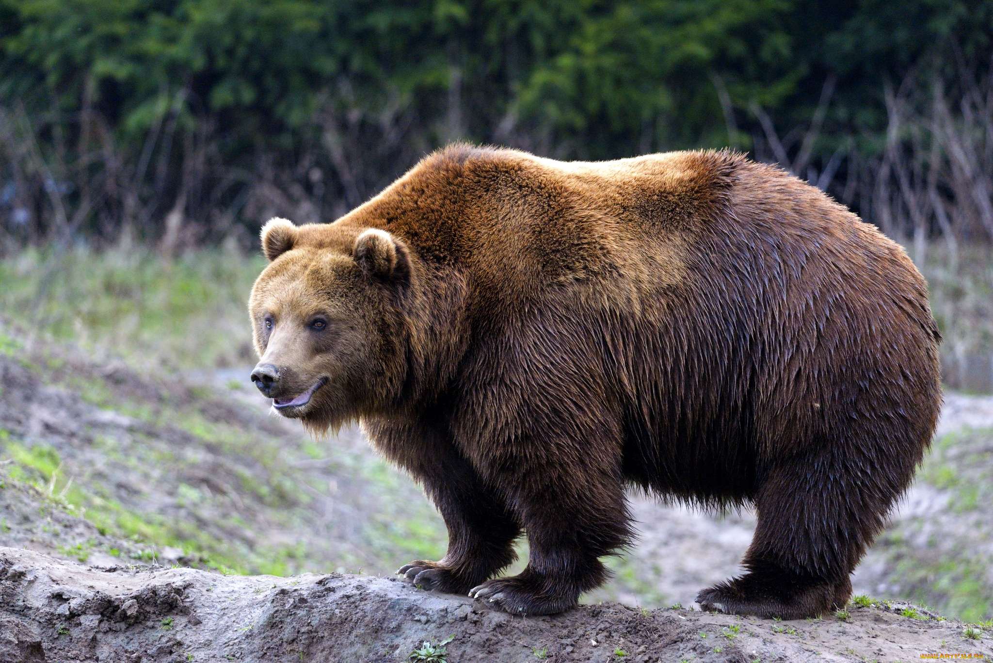 животные, медведи, бурый