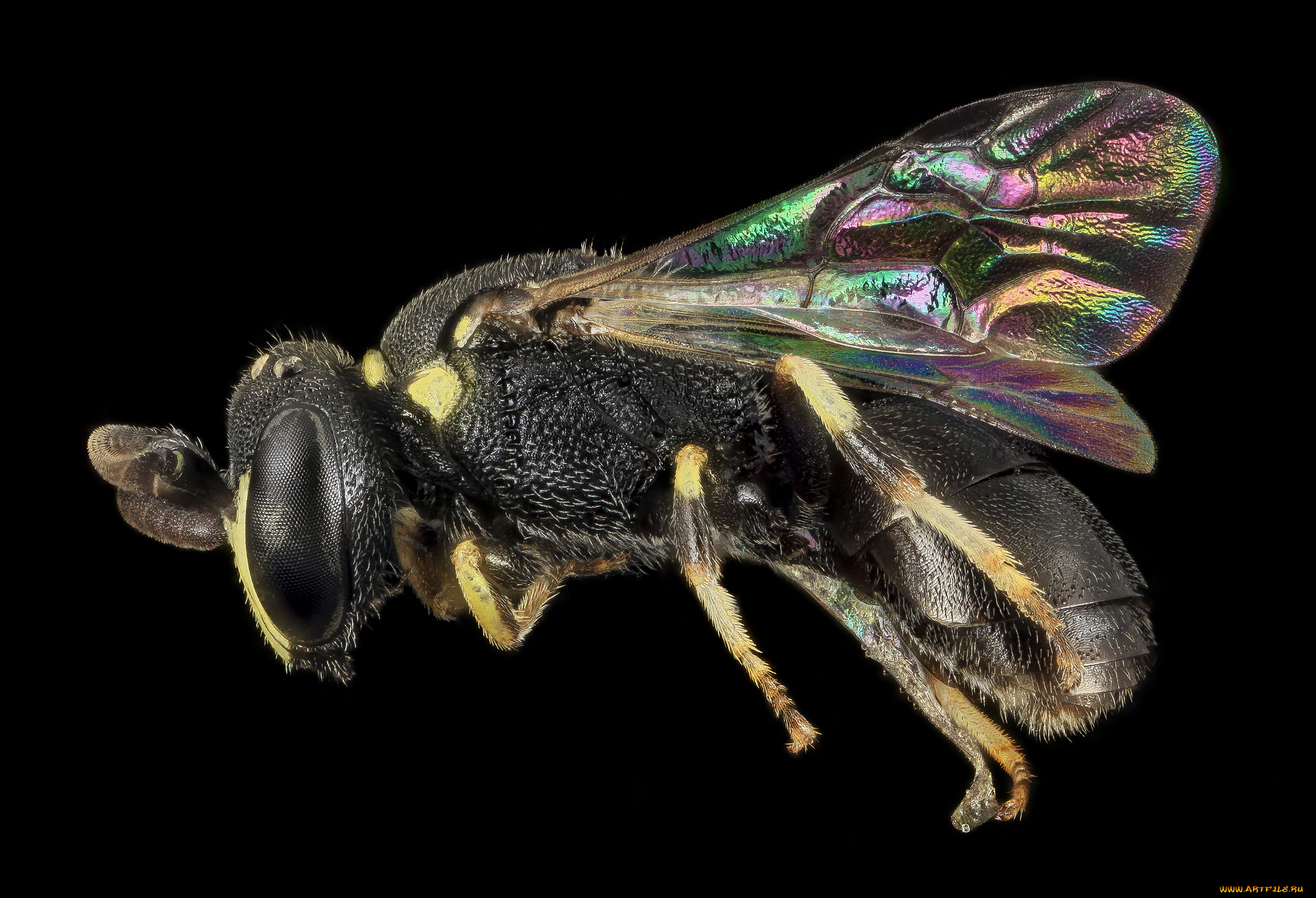 животные, насекомые, макросъемка, насекомое